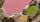 pink lake