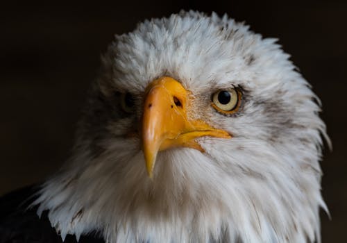 Close-up Photo of Bald Eagle Against Black Background