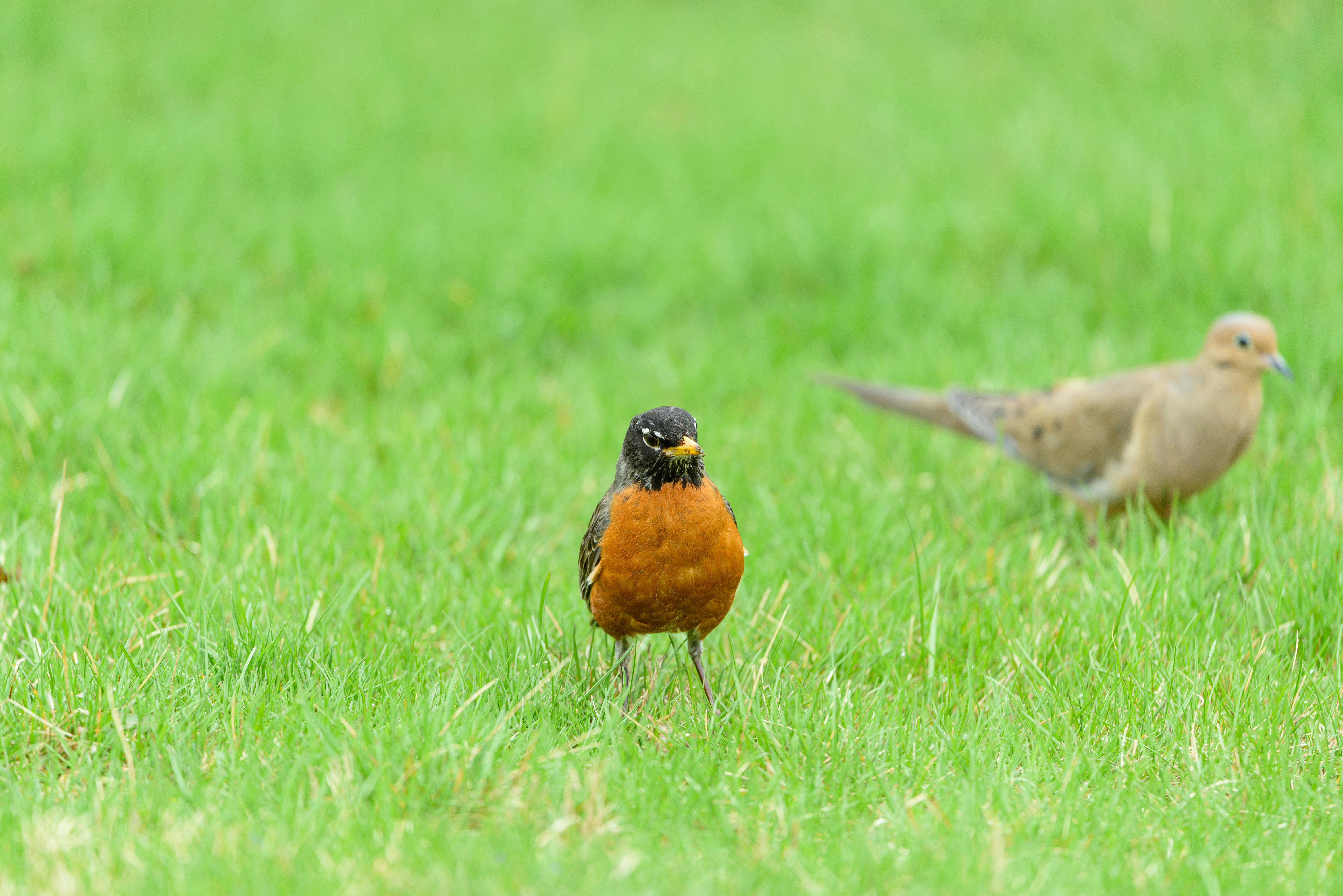 50 Common Birds Of North America