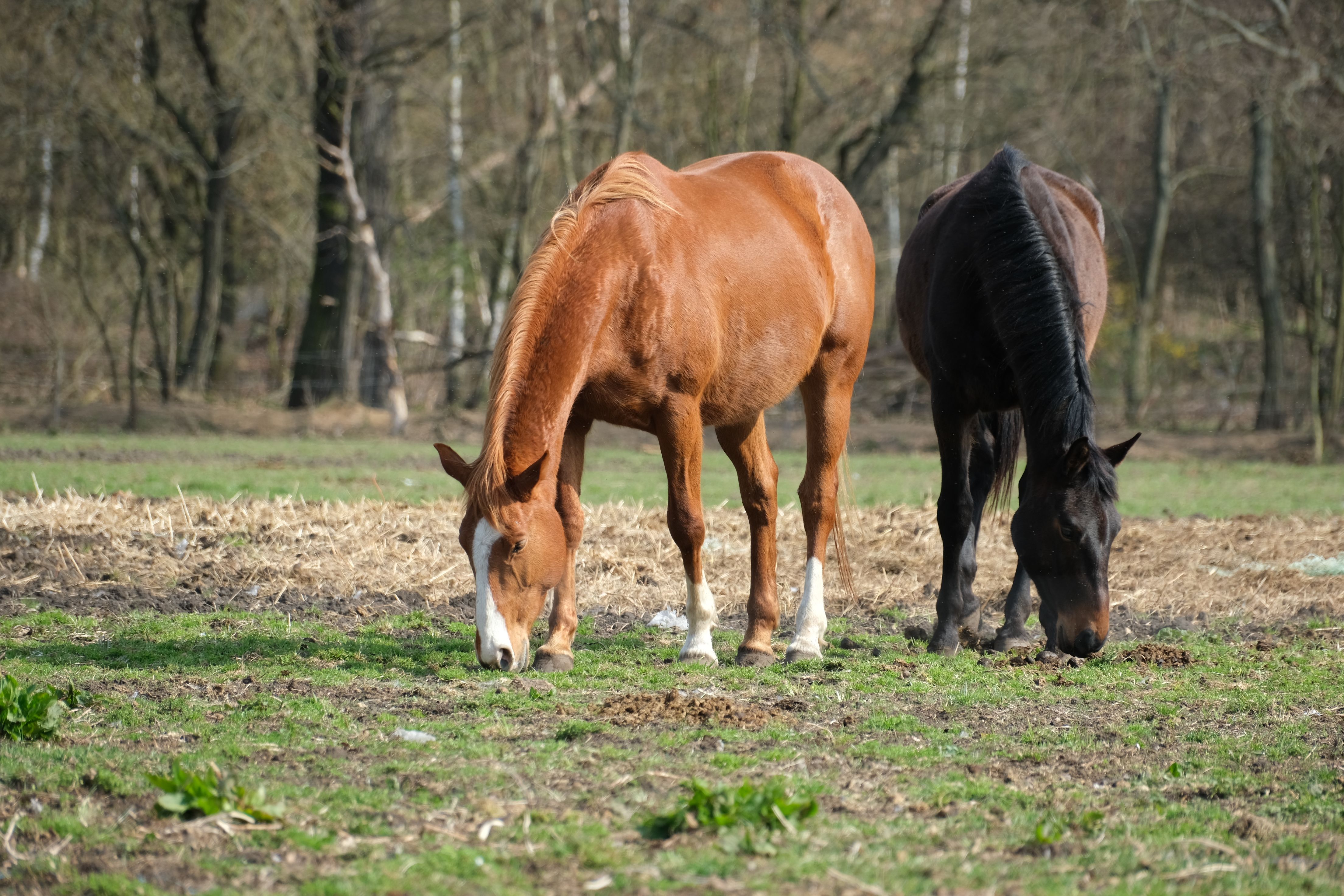 Two Horses Grazing on a Sunny Spring Day · Free Stock Photo