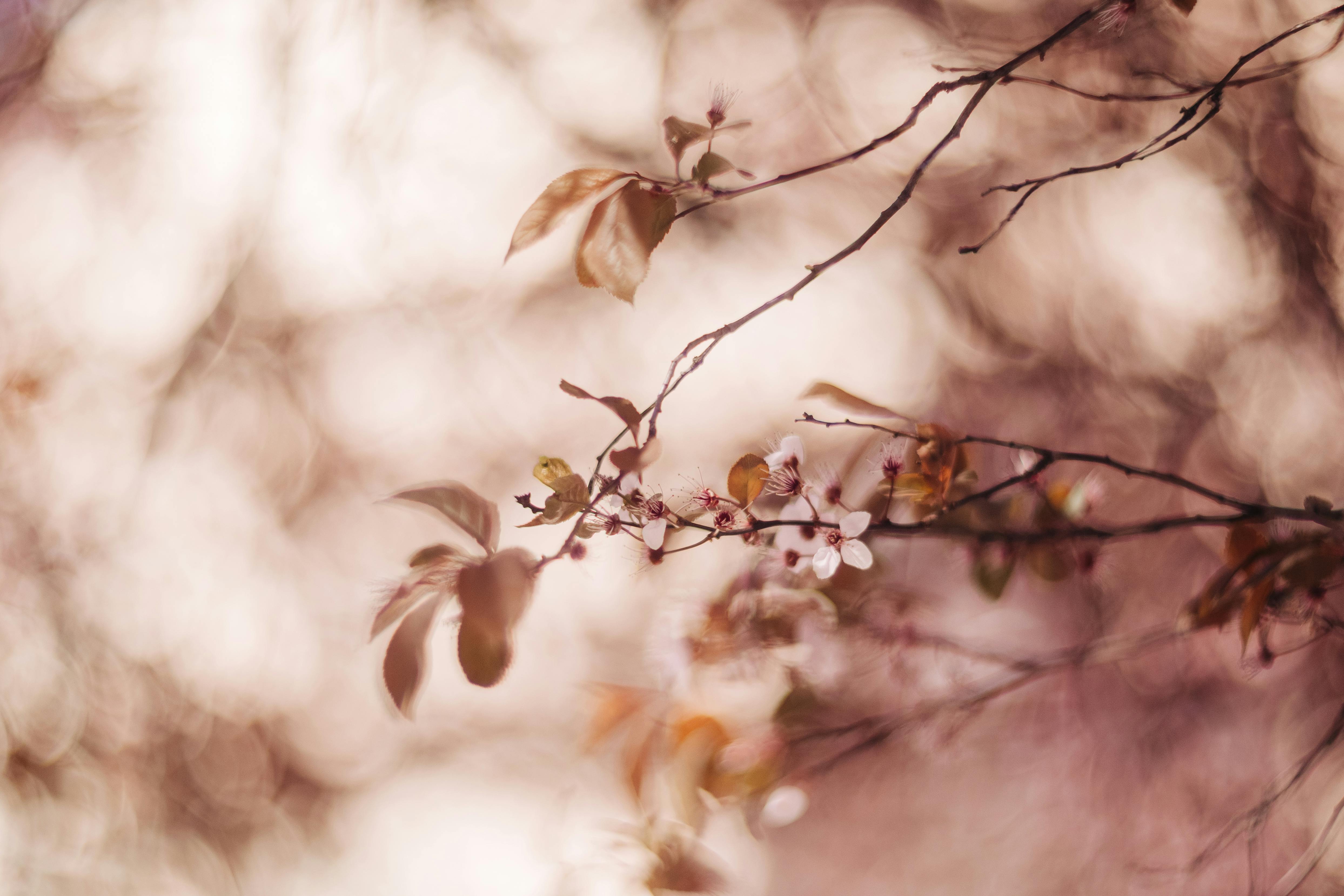 Close-up of delicate spring flowers on branches with a soft, warm bokeh background.