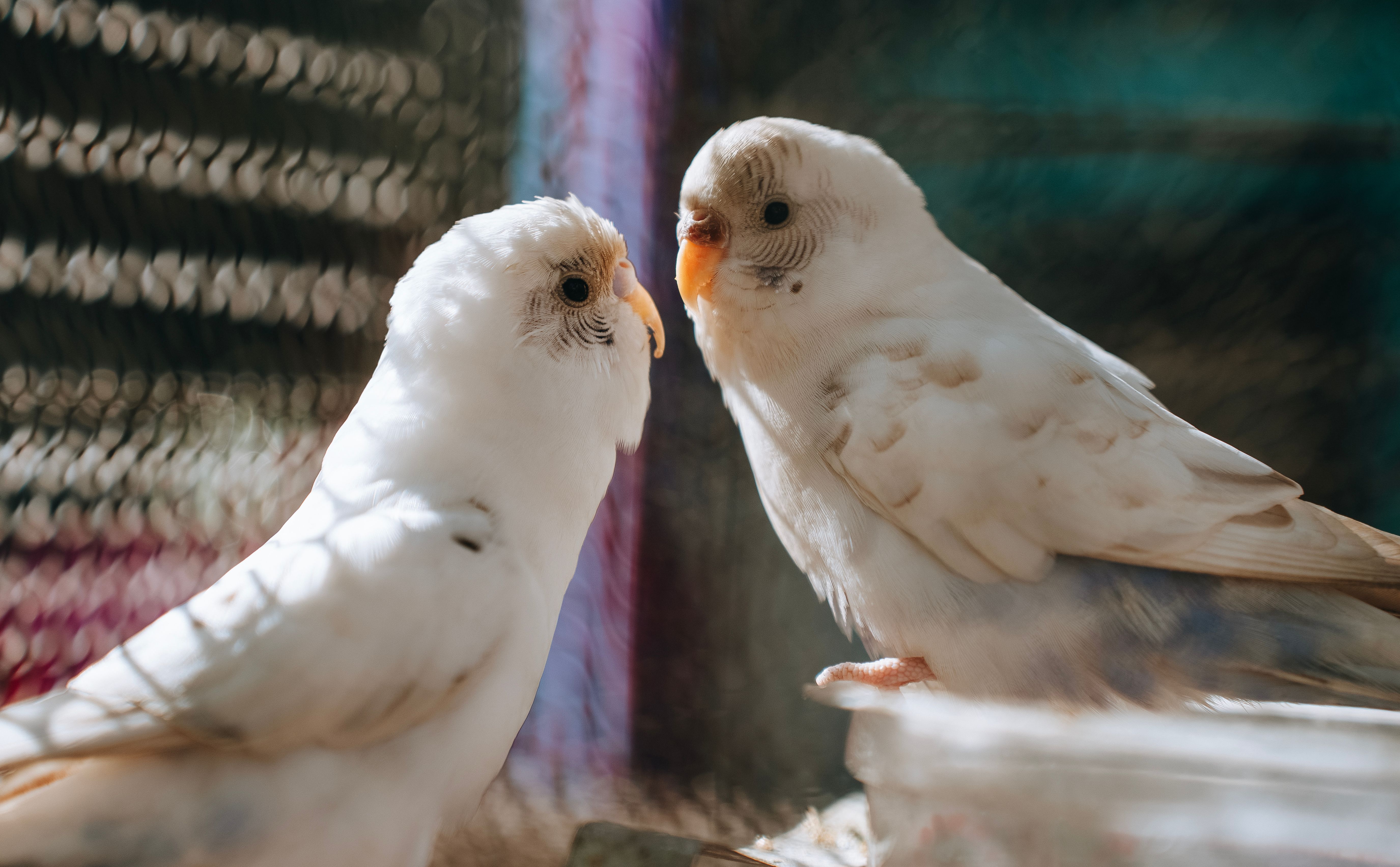 Pet Birds