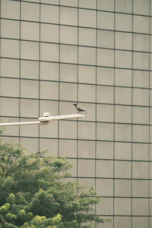 Free A solitary crow sits atop a streetlight with a backdrop of a modern glass facade. Stock Photo