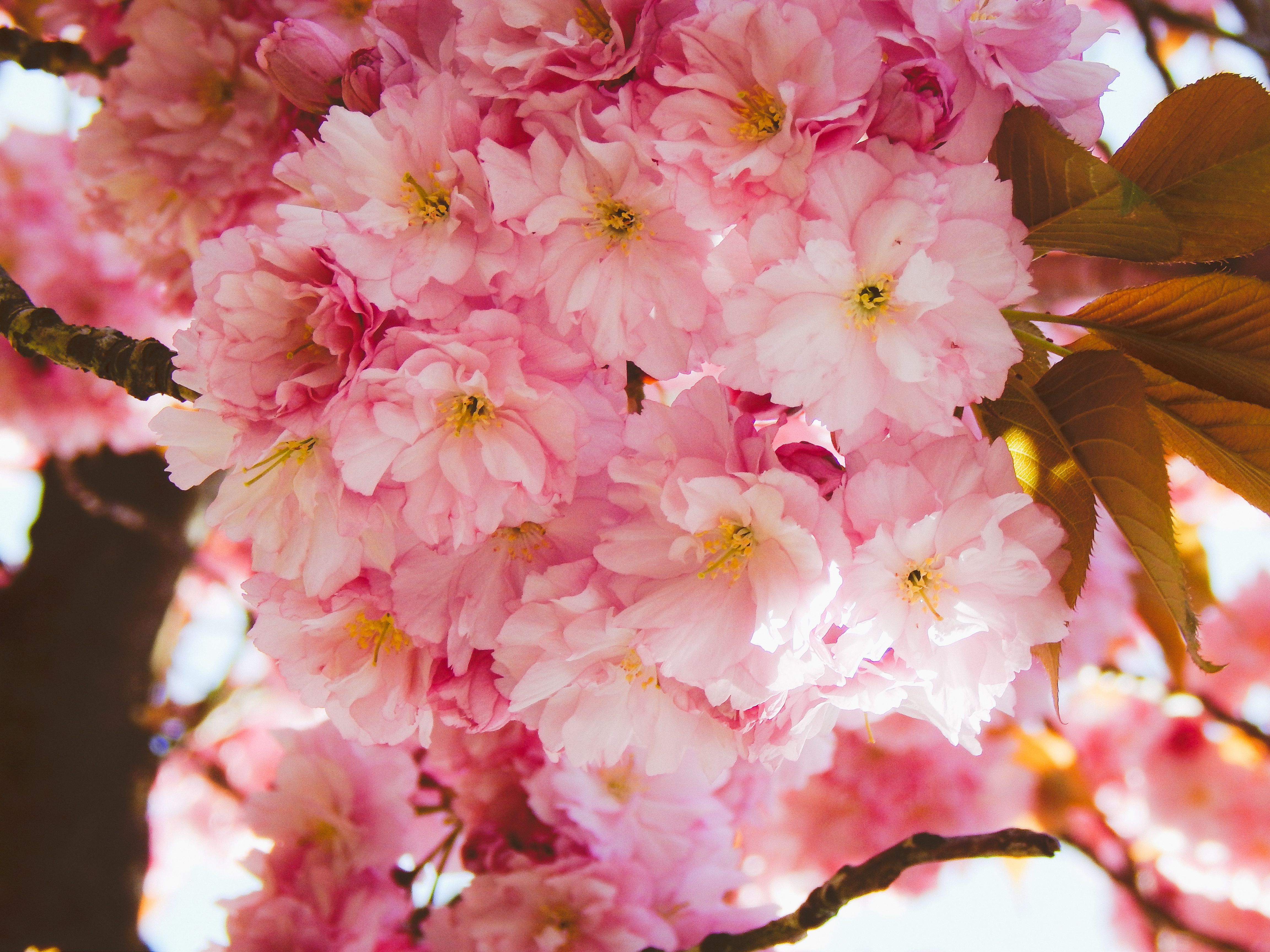 Beautiful Pink Cherry Blossoms in Full Bloom · Free Stock Photo