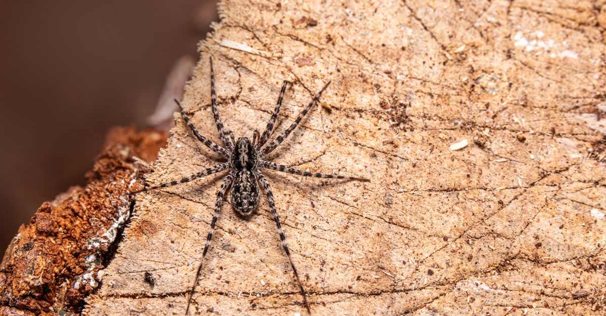 Bouton Araignée : Reconnaître et Traiter Piqûres