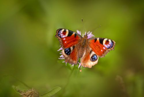 Free Close-up of a European Peacock Butterfly (Inachis io) on a flower with a blurred green background. Stock Photo