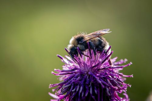 Free Macro shot of bumblebee collecting pollen from a vibrant purple flower in sunlight. Stock Photo