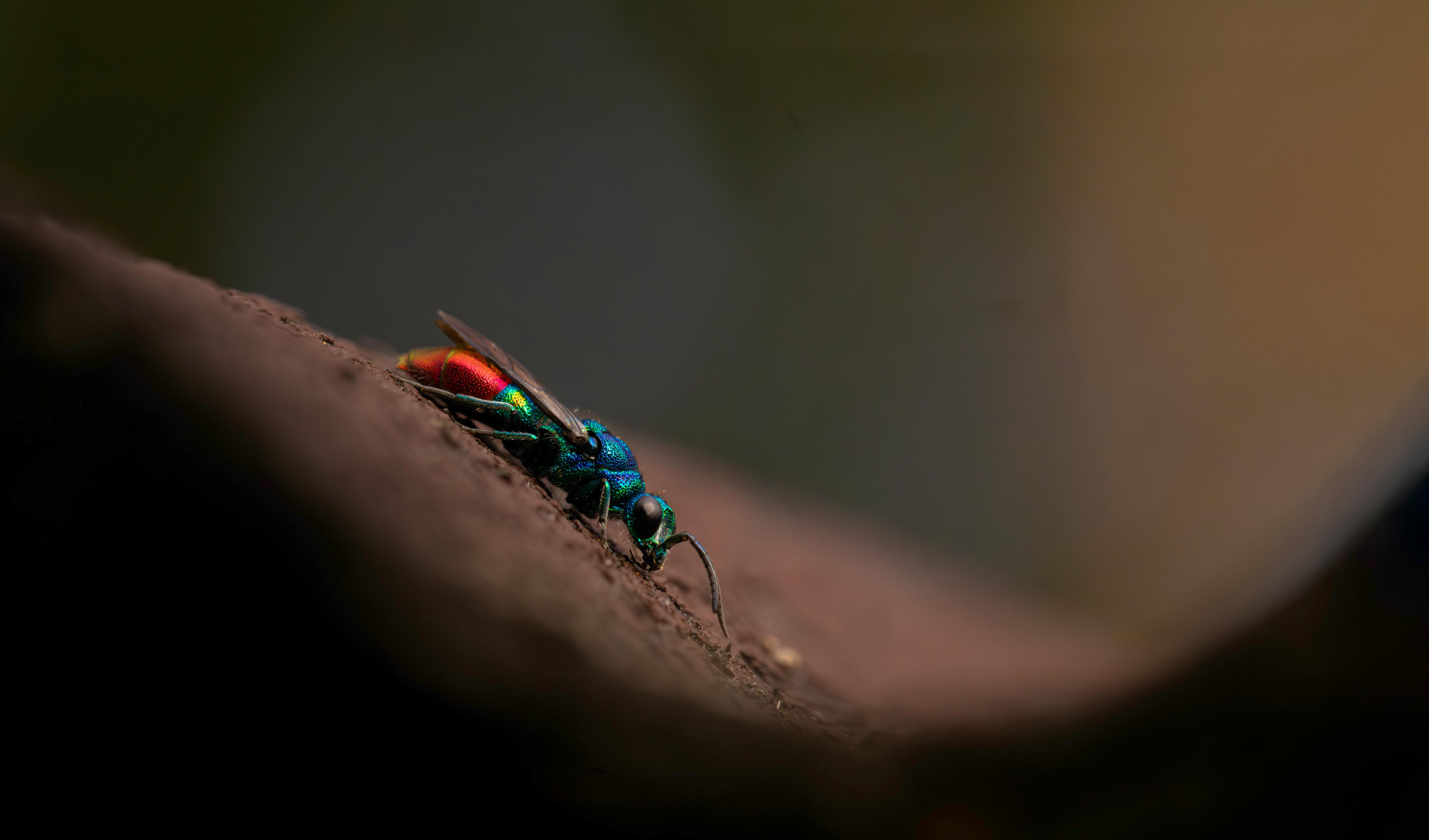 Encarsia formosa parasitic wasp on whitefly pupa