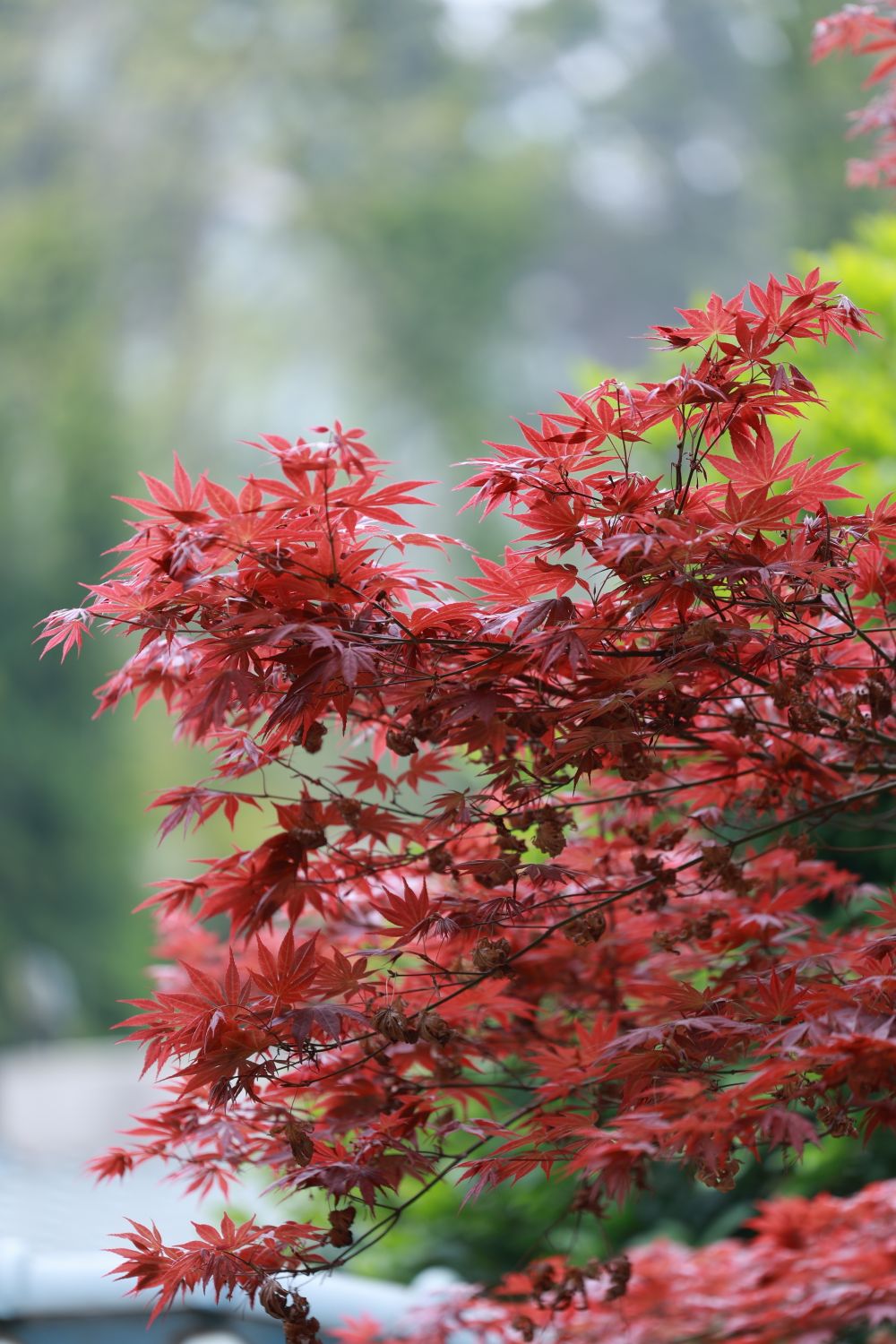 Red Maple Spring Color Vibrant Red Maple Tree Foliage in Spring · Free Stock Photo