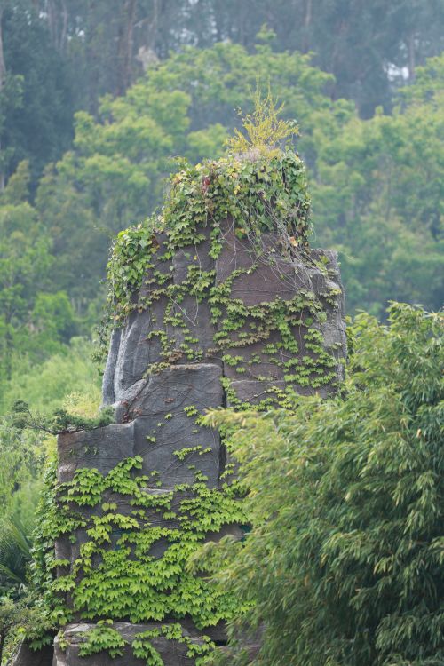 Free A historic stone structure covered with lush green ivy and plants in a forest setting. Stock Photo