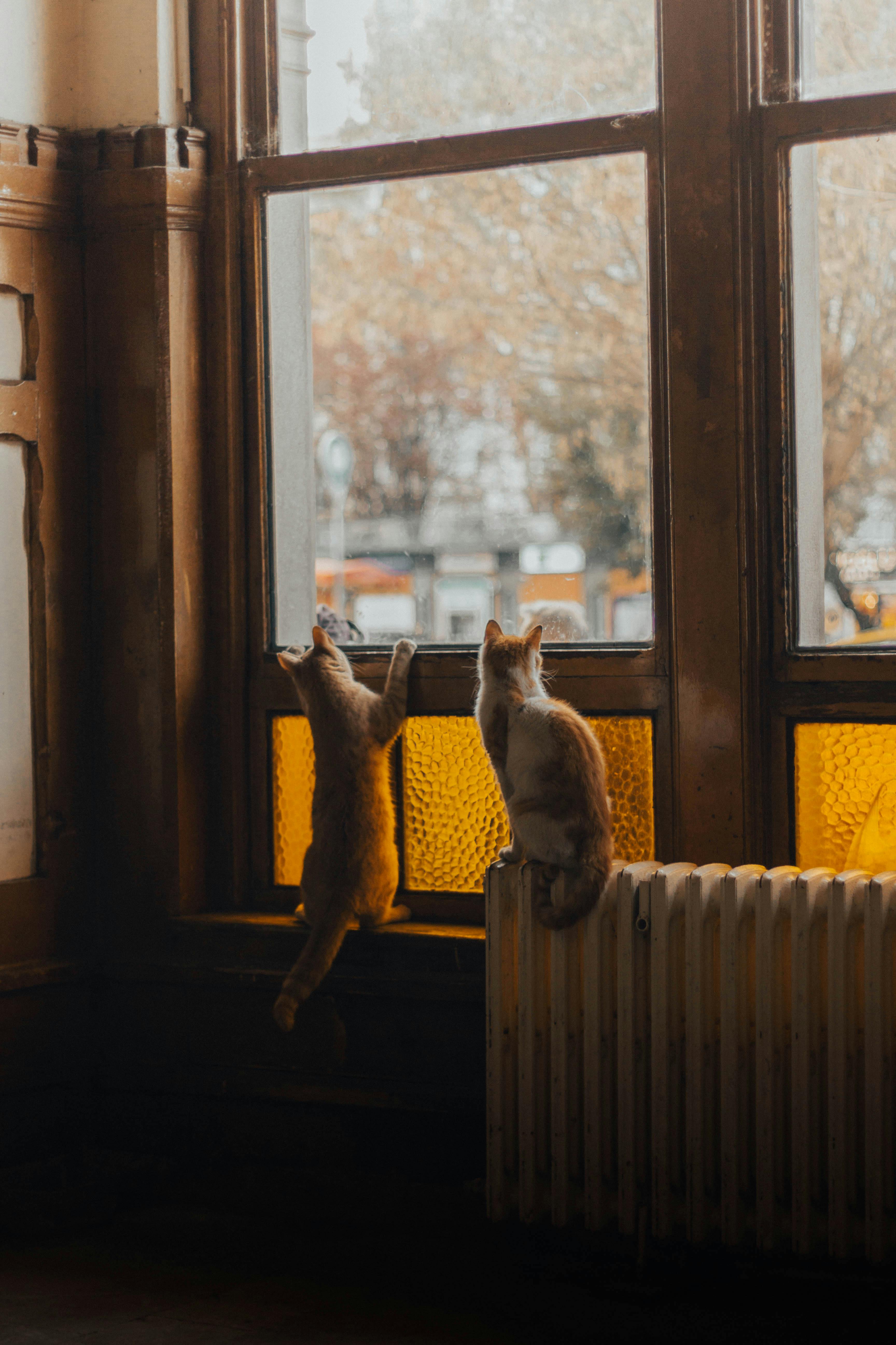 Two cats curiously gaze out a window on a cozy autumn day in Istanbul.