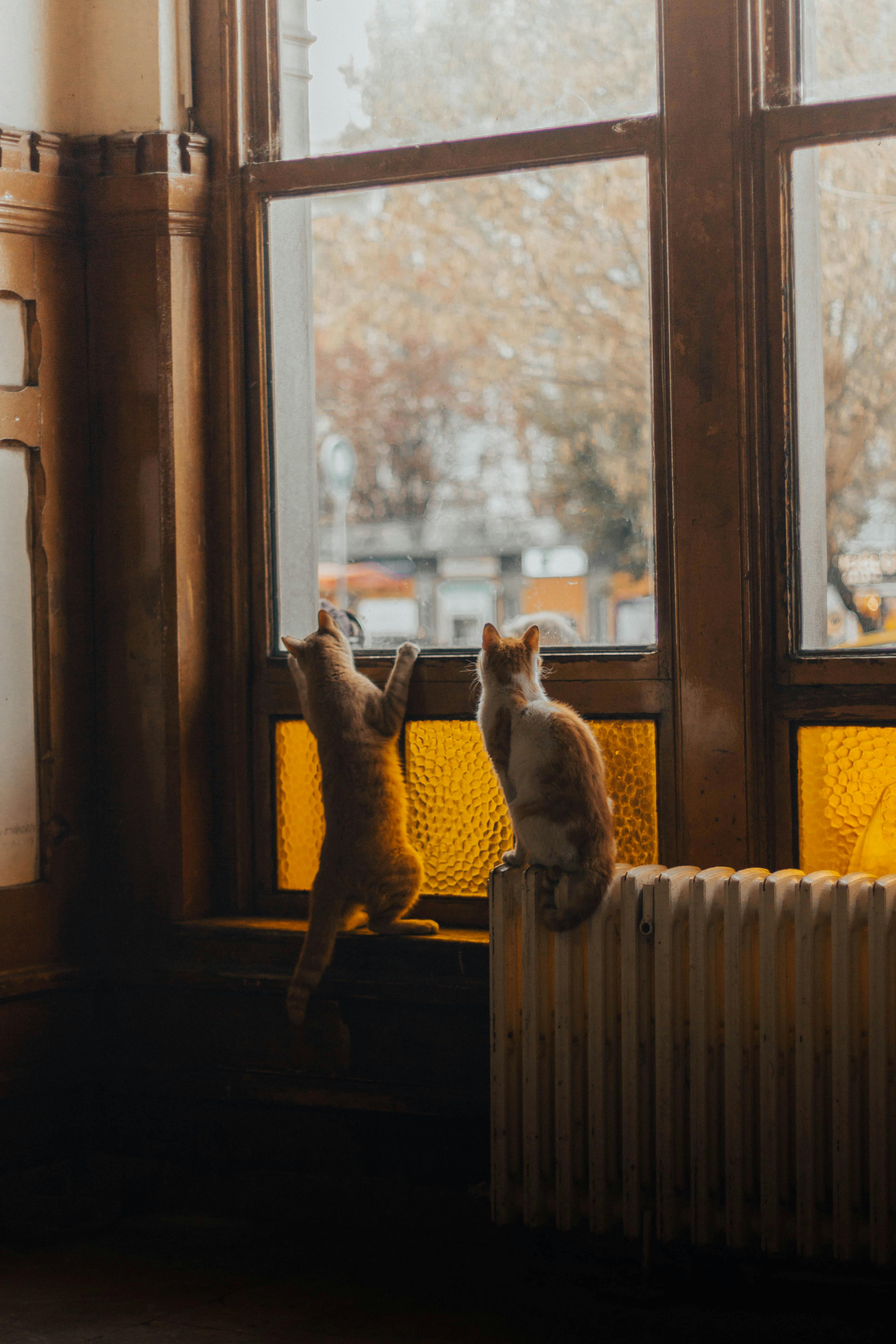 Two cats looking out a vintage window