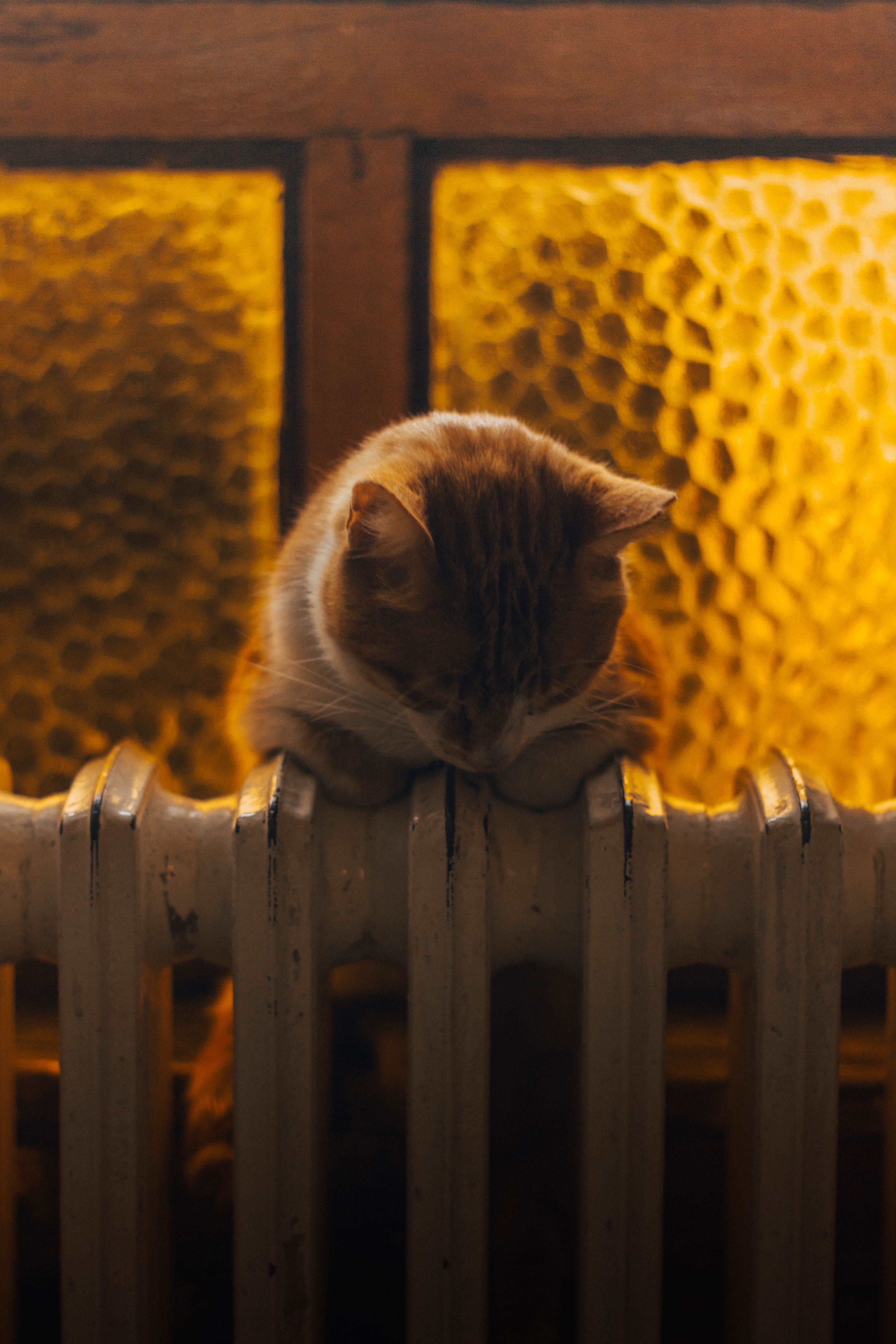 Cozy Cat Resting on Vintage Radiator · Free Stock Photo