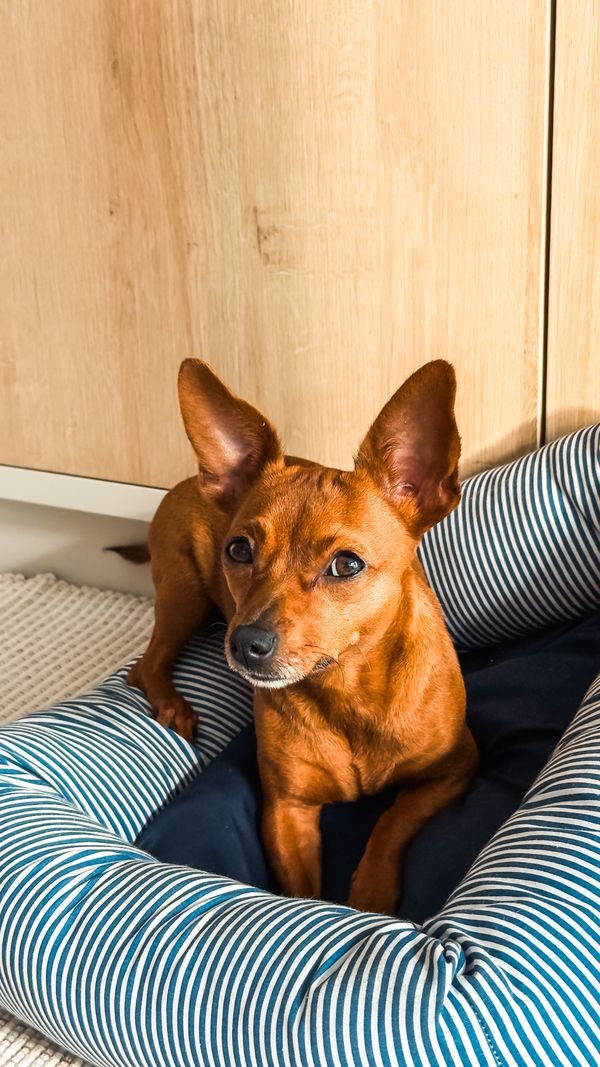 A small dog sitting in a striped bed indoors