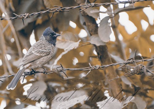 Free stock photo of animal photography, life, nature photography