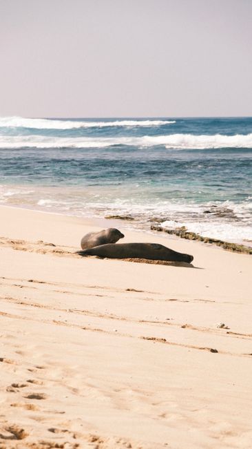 Photo by Daniel Flores A Hawaiian monk seal resting on a pristine beach with ocean waves in the background.