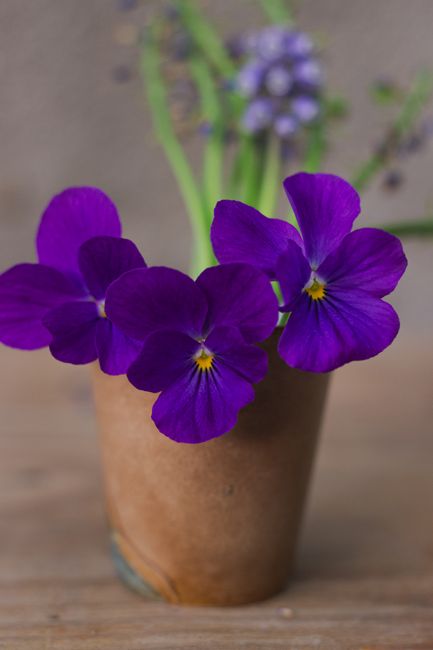 Fotomural Violetas moradas brillantes en una taza marrón rústica contra un fondo desenfocado suave, creando una imagen floral cálida y acogedora.