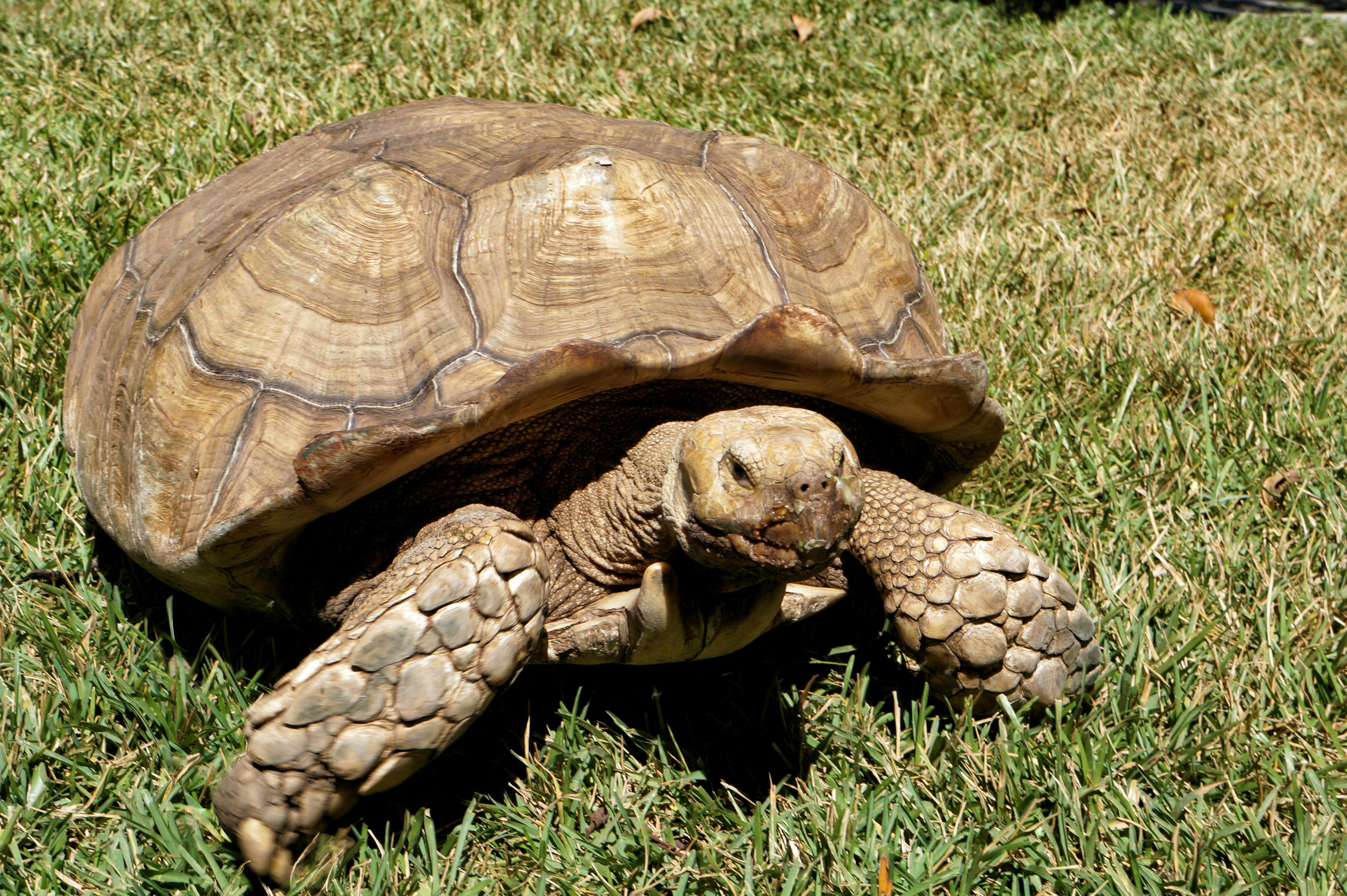 free stock photo of african turtle animals el salvador