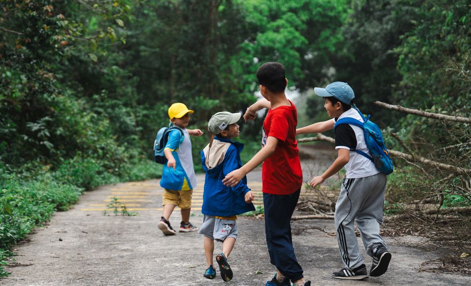 El Sendero Pipeline atraviesa bosque nuboso con árboles centenarios — accesible para niños de 7 años en adelante