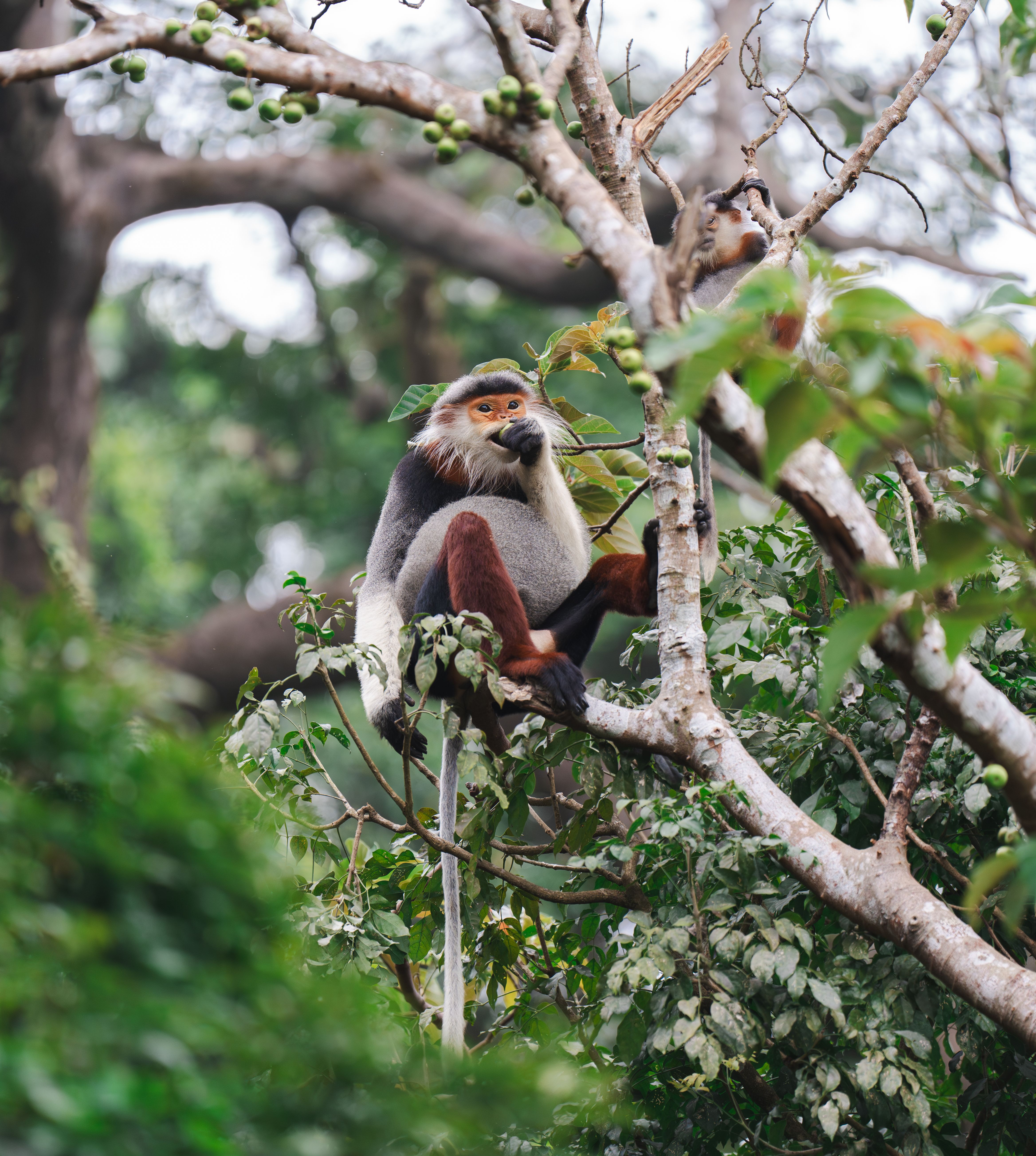 Douc Langur Monkey in Lush Forest Habitat · Free Stock Photo