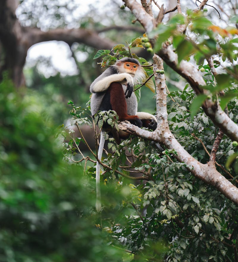 Morning Langur Spotting