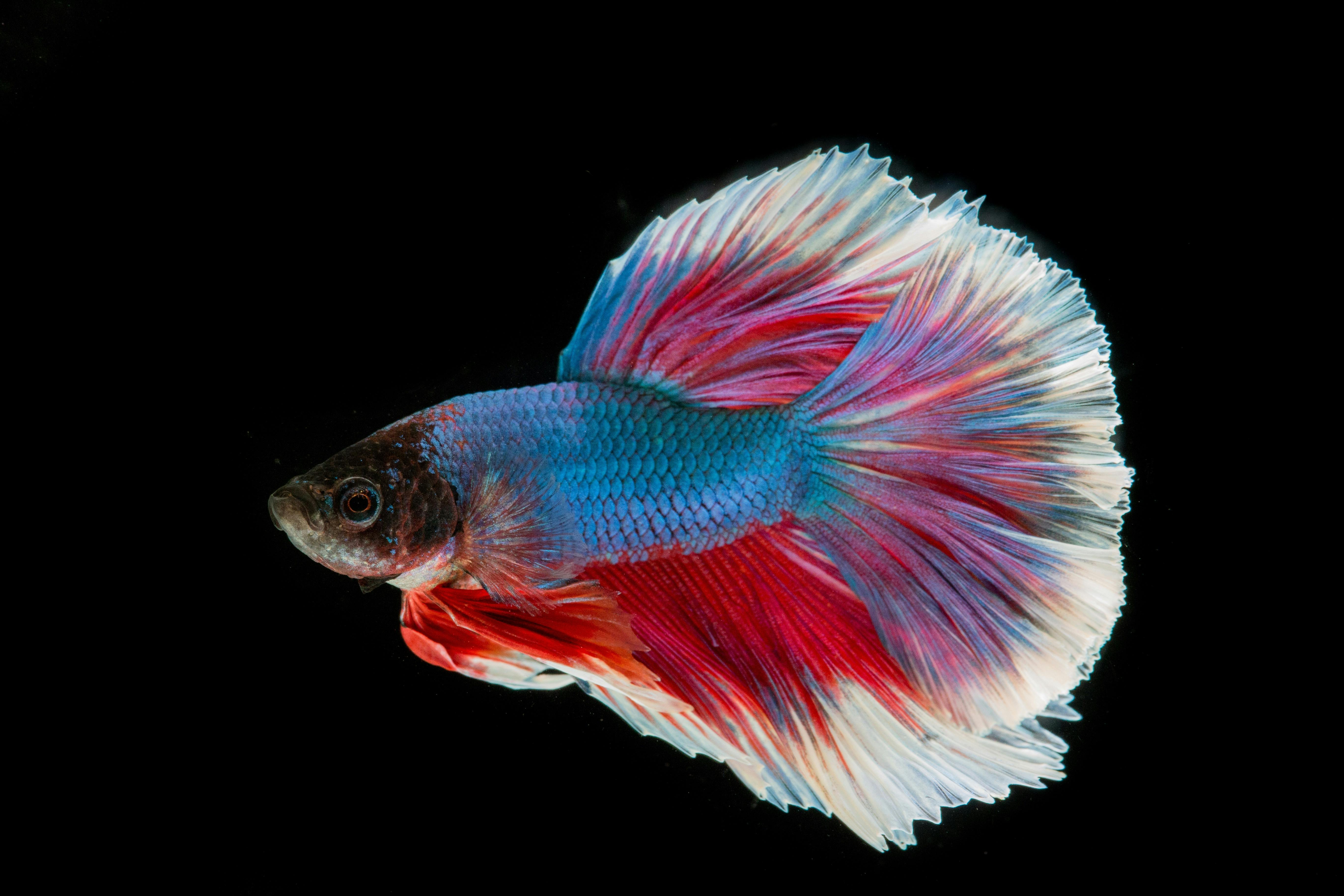 Unduh 43 Background Aquarium Hitam Gratis Terbaik