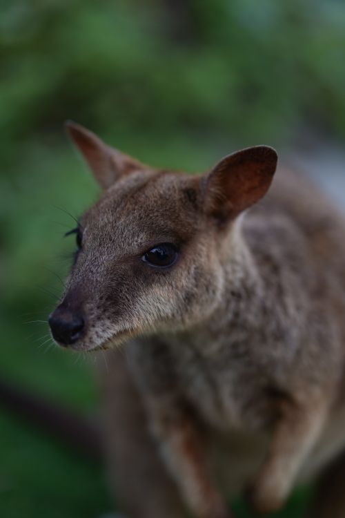 Free Close-up of a red-necked wallaby in natural habitat displaying curious expression. Stock Photo