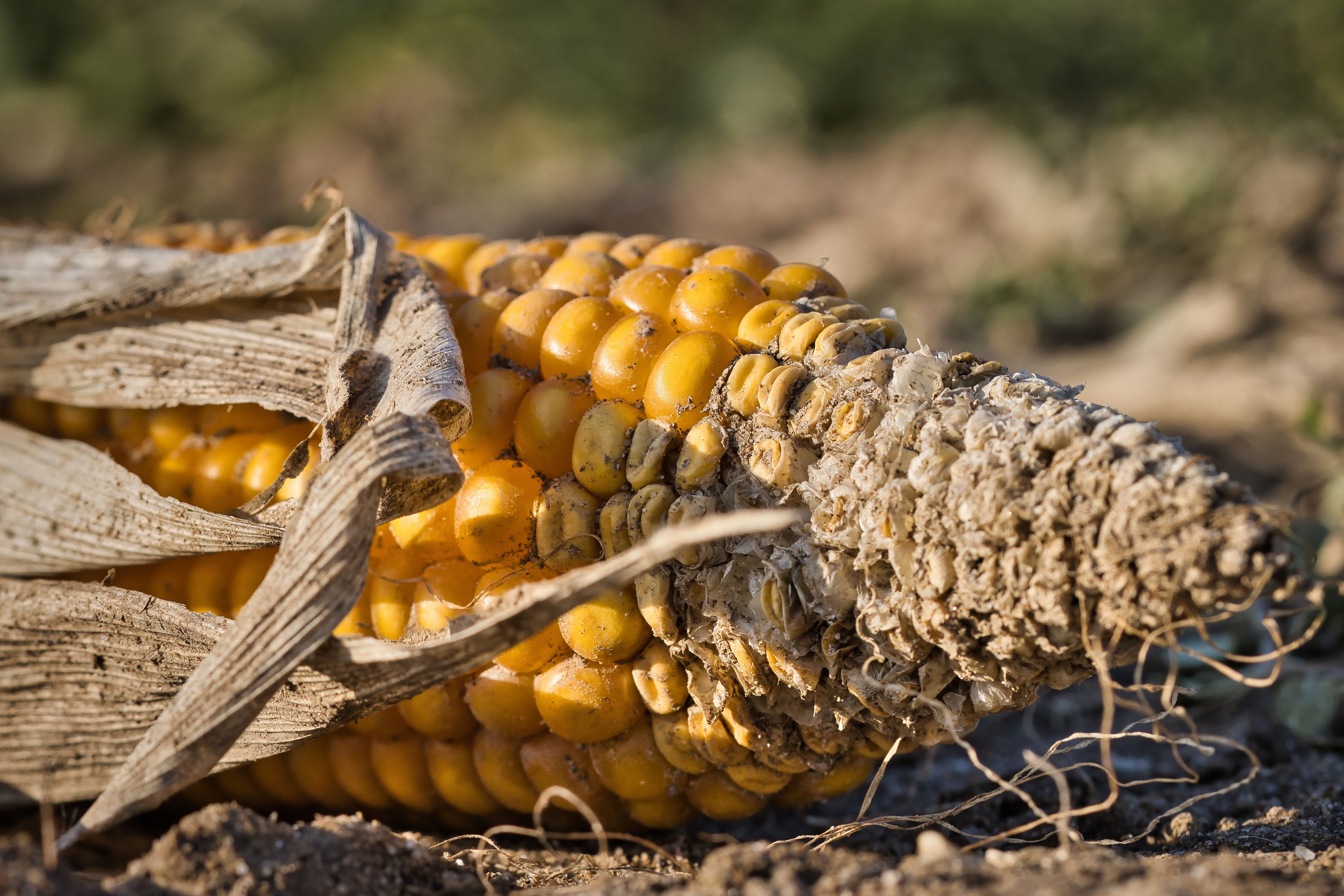 Free Detailed close-up view of a dry corn cob lying on the soil surface in a field. Stock Photo