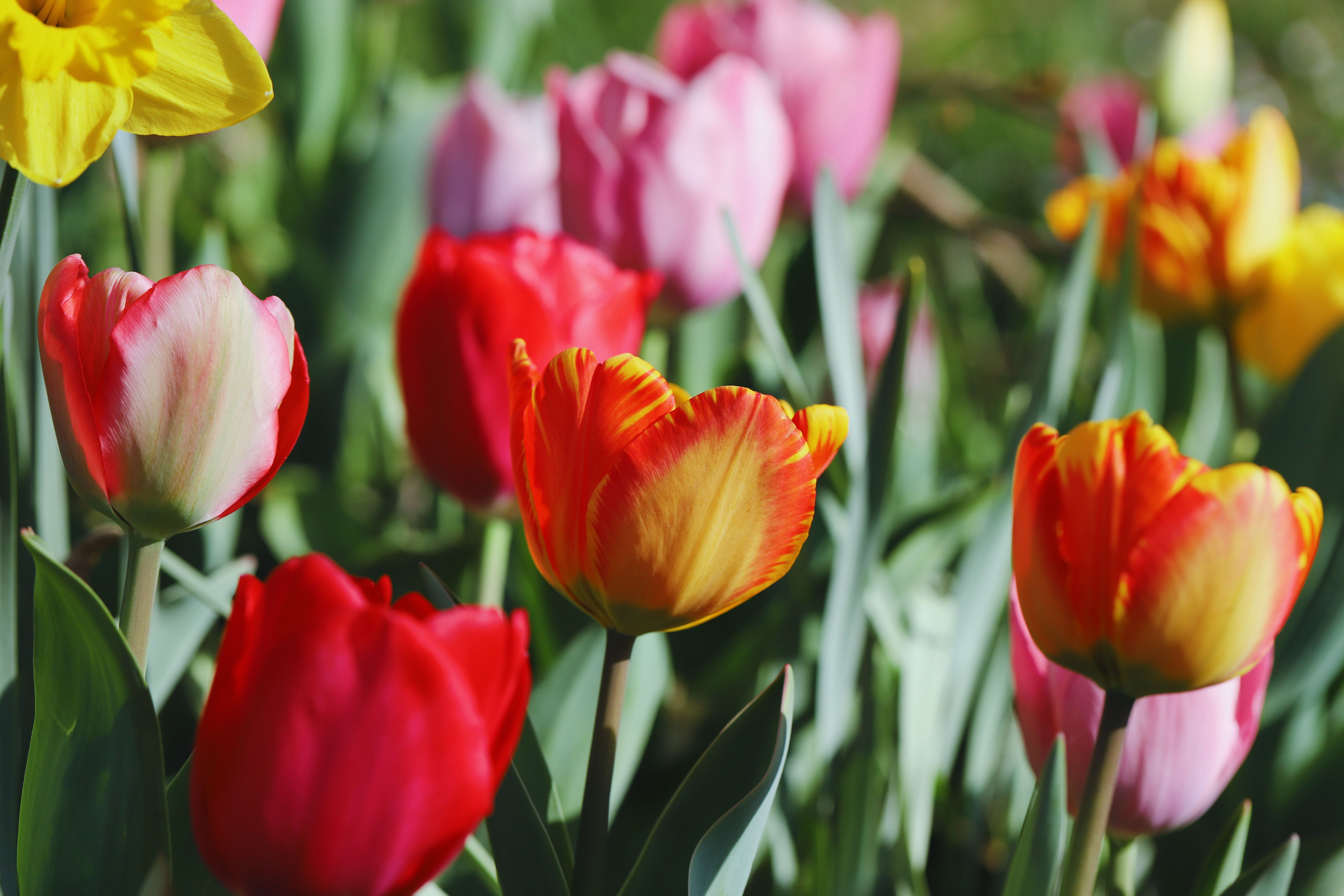 Vibrant Spring Tulip Field in Bloom · Free Stock Photo
