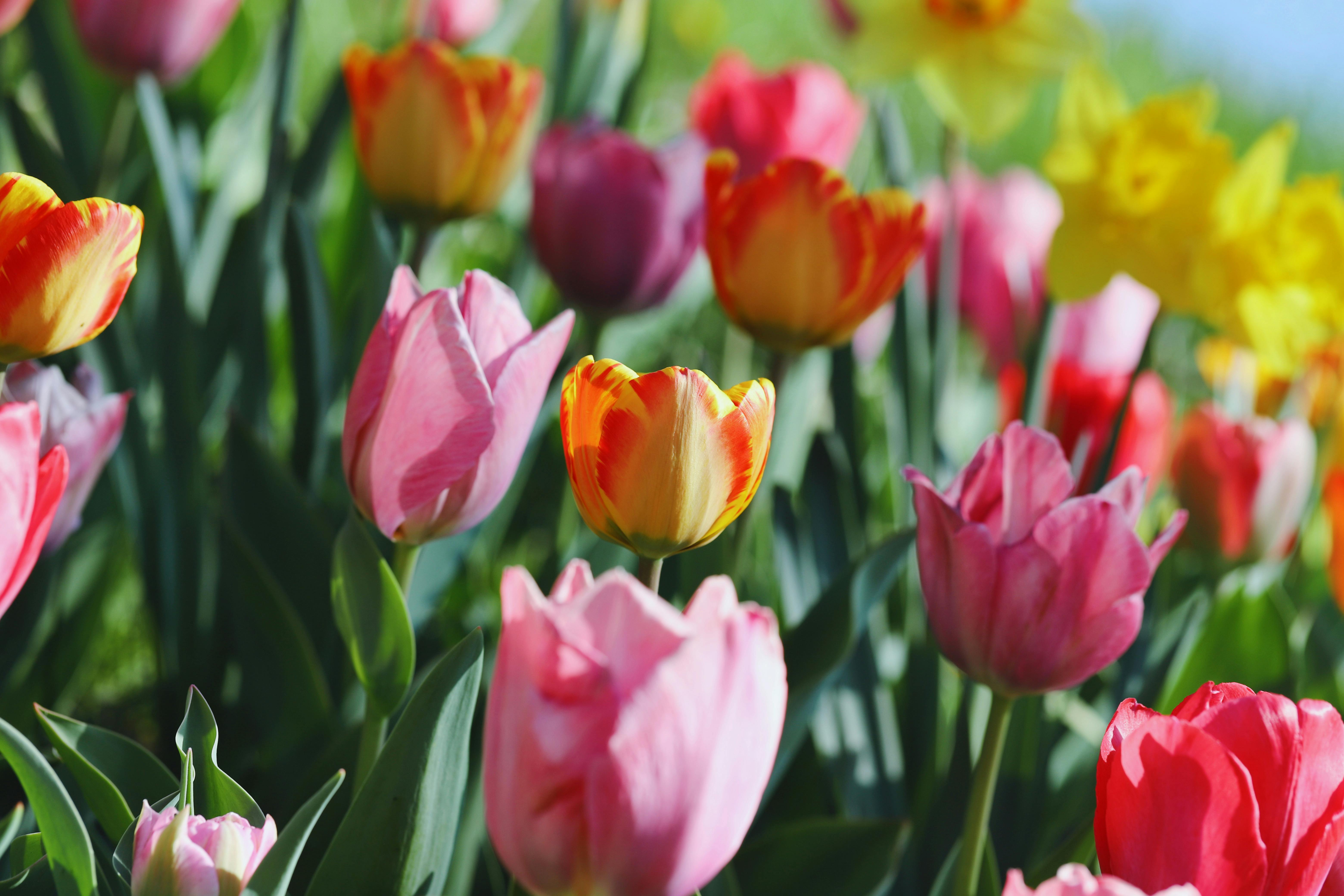 Dig Into Your Garden This Spring With Our Favorite Gardening Gloves — Photo by Christina & Peter on Pexels