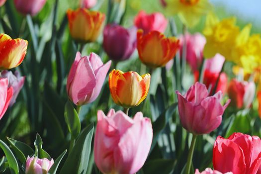 A colorful array of tulips in full bloom during spring, showcasing vibrant reds, pinks, and yellows.