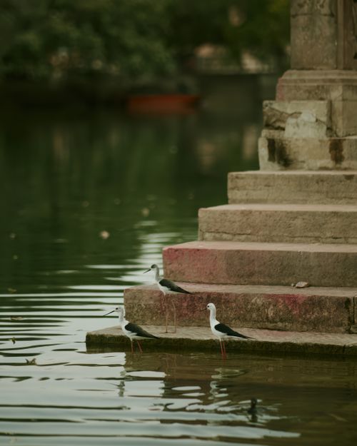 Free Serene lake view in Udaipur featuring black-winged stilts by ancient stone steps. Stock Photo