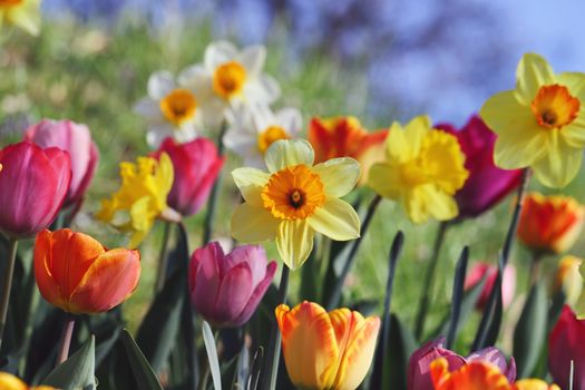 A bright and colorful display of tulips and daffodils blooming in a spring garden.
