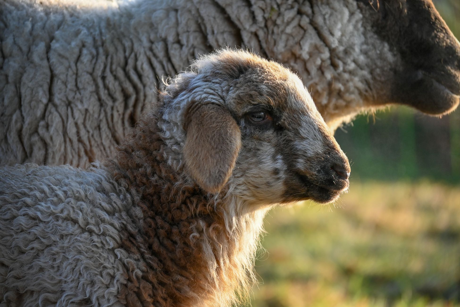 Onenigheid rond Zwarte Cross kwalificatie na vermeende organisatiefout