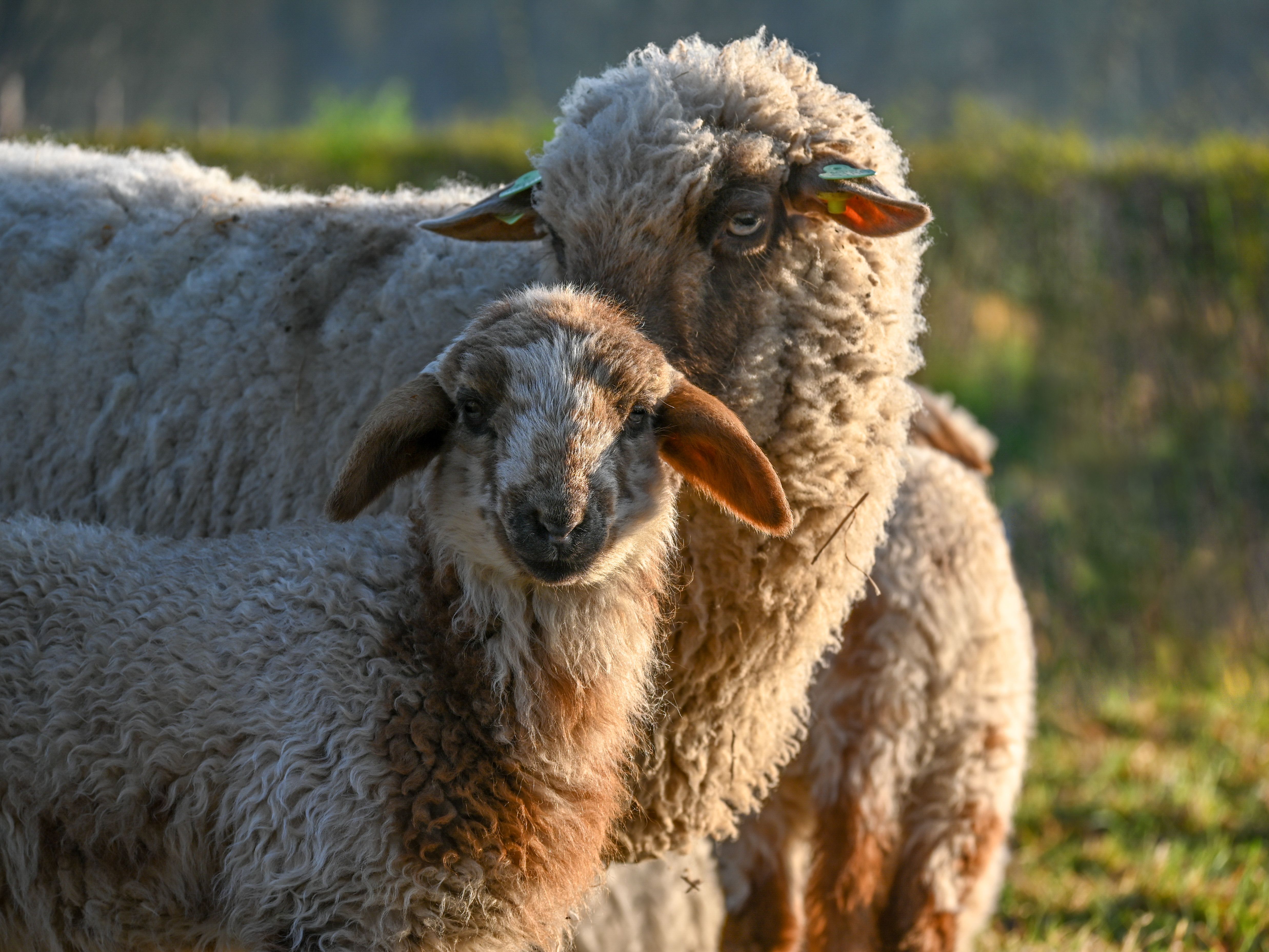 Sheep and Lamb Grazing in Sunny Meadow · Free Stock Photo