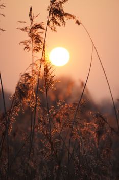 Calming sunset view through tall grasses in Münster, Germany. Warm and tranquil atmosphere.
