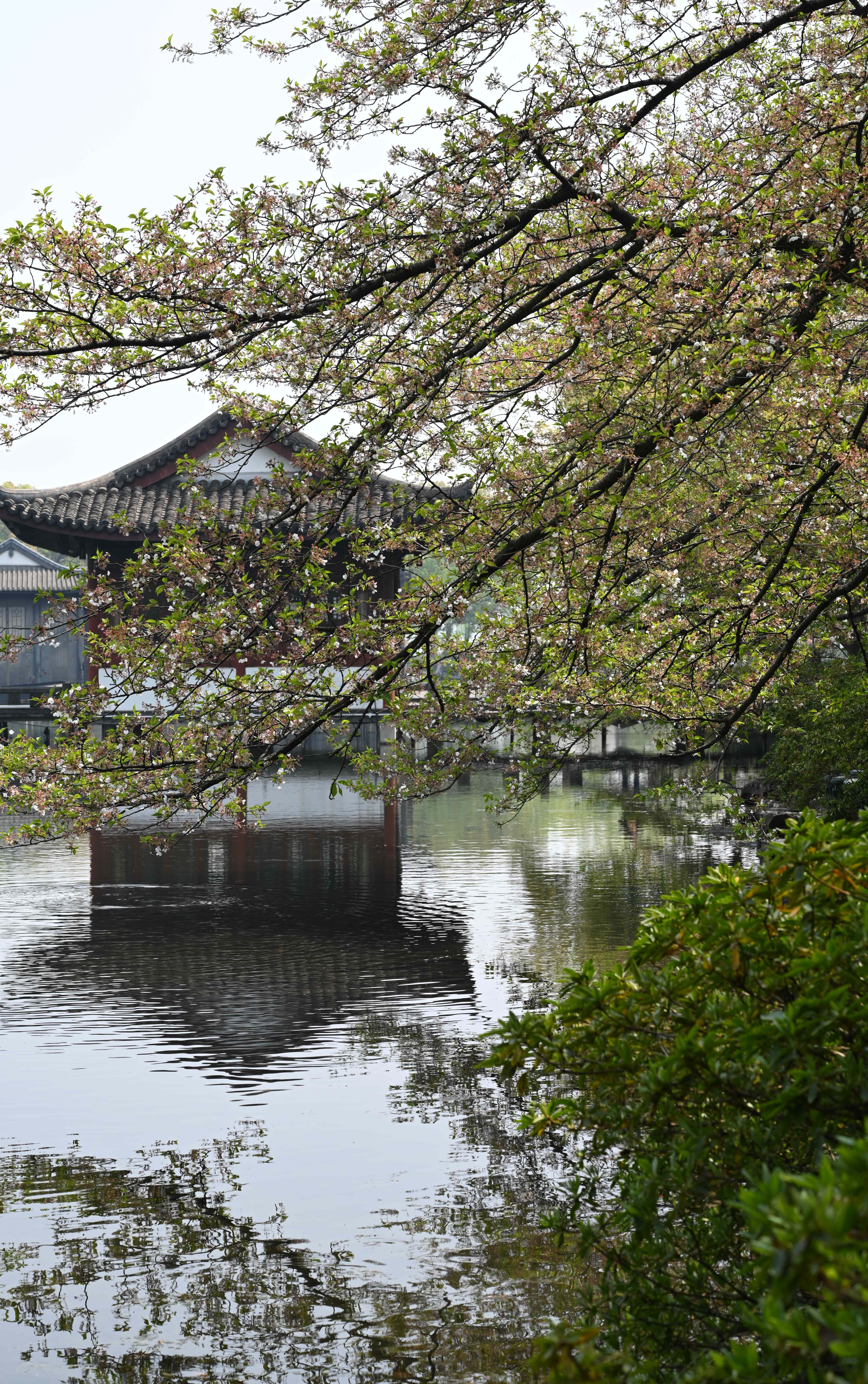 Tranquil Traditional Asian Garden Scene in Spring · Free Stock Photo
