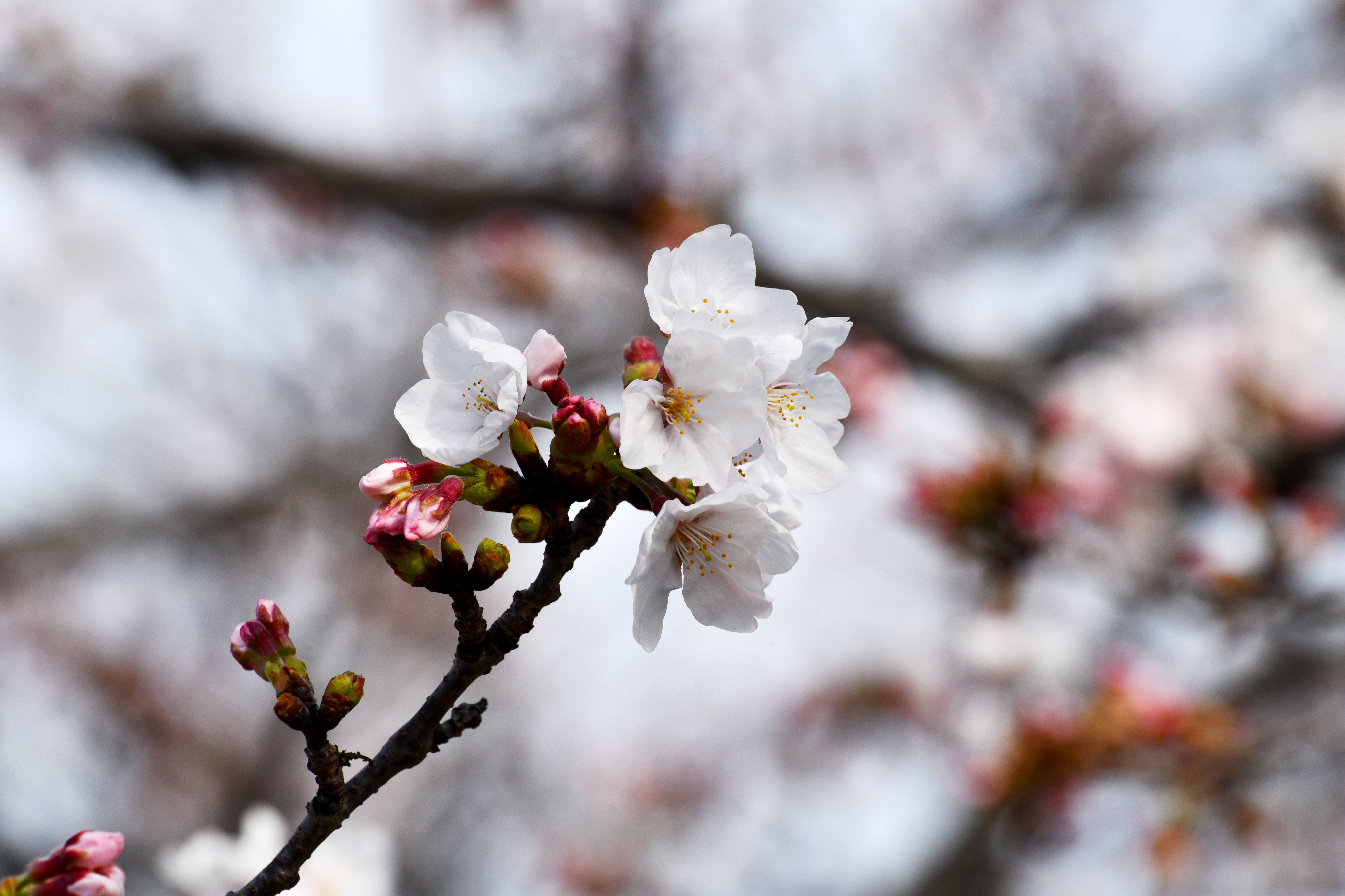 Close-up of Cherry Blossom in Springtime Japan · Free Stock Photo