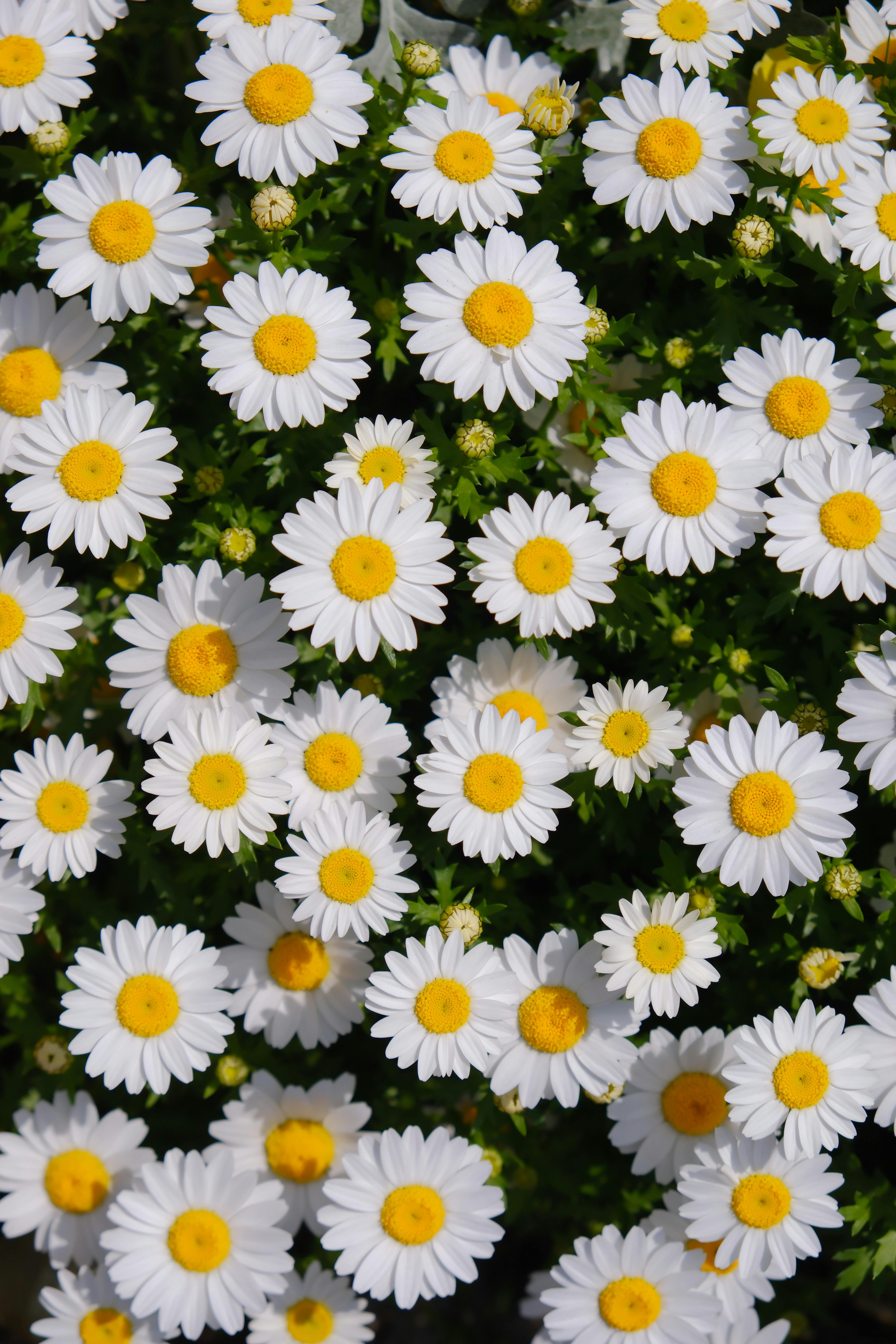 A beautiful closeup of thriving white daisies with yellow centers, evoking a sense of nature's purity.