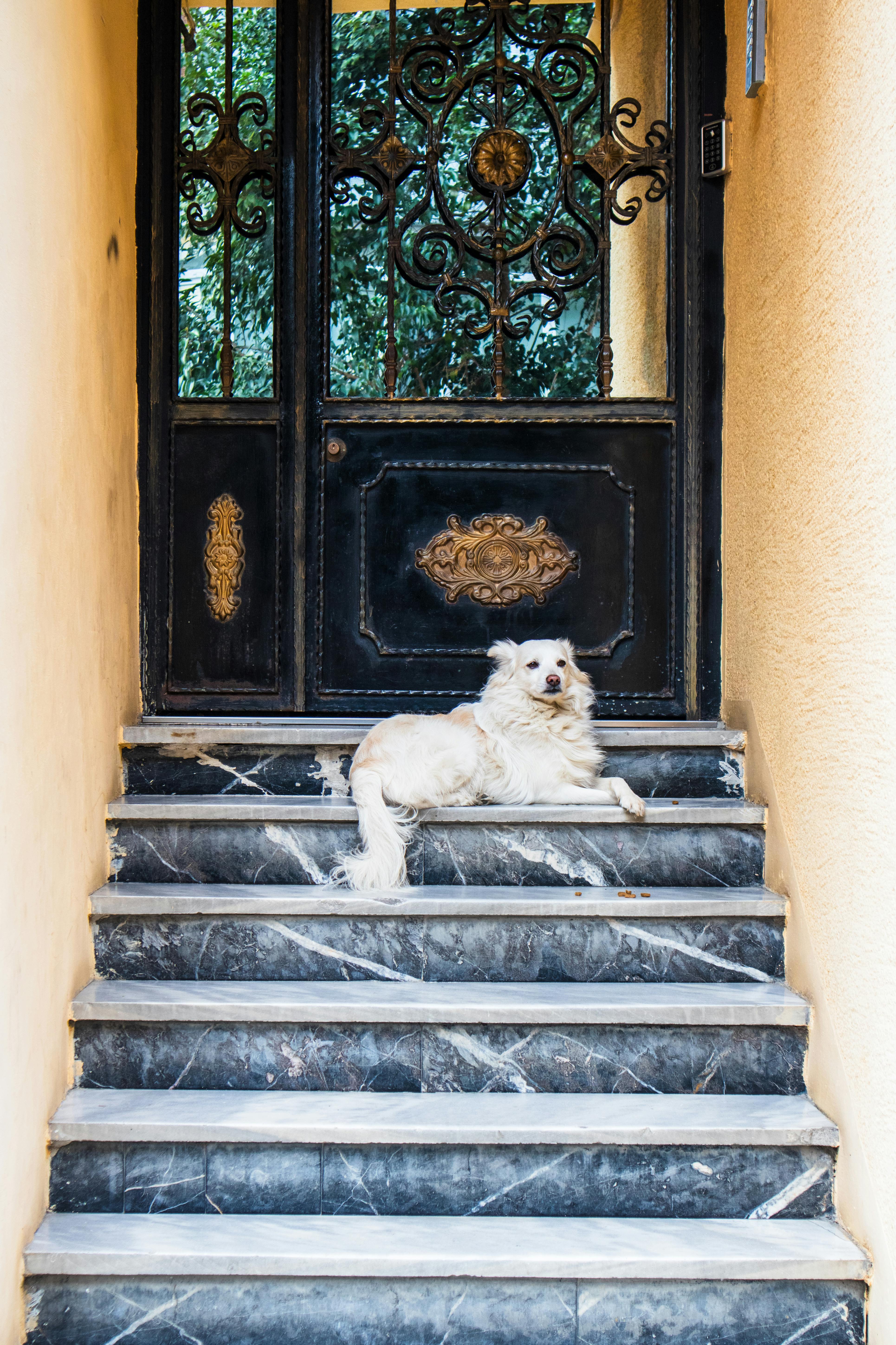 A relaxed dog rests on ornate marble stairs leading to a decorative iron door in Istanbul, Türkiye.