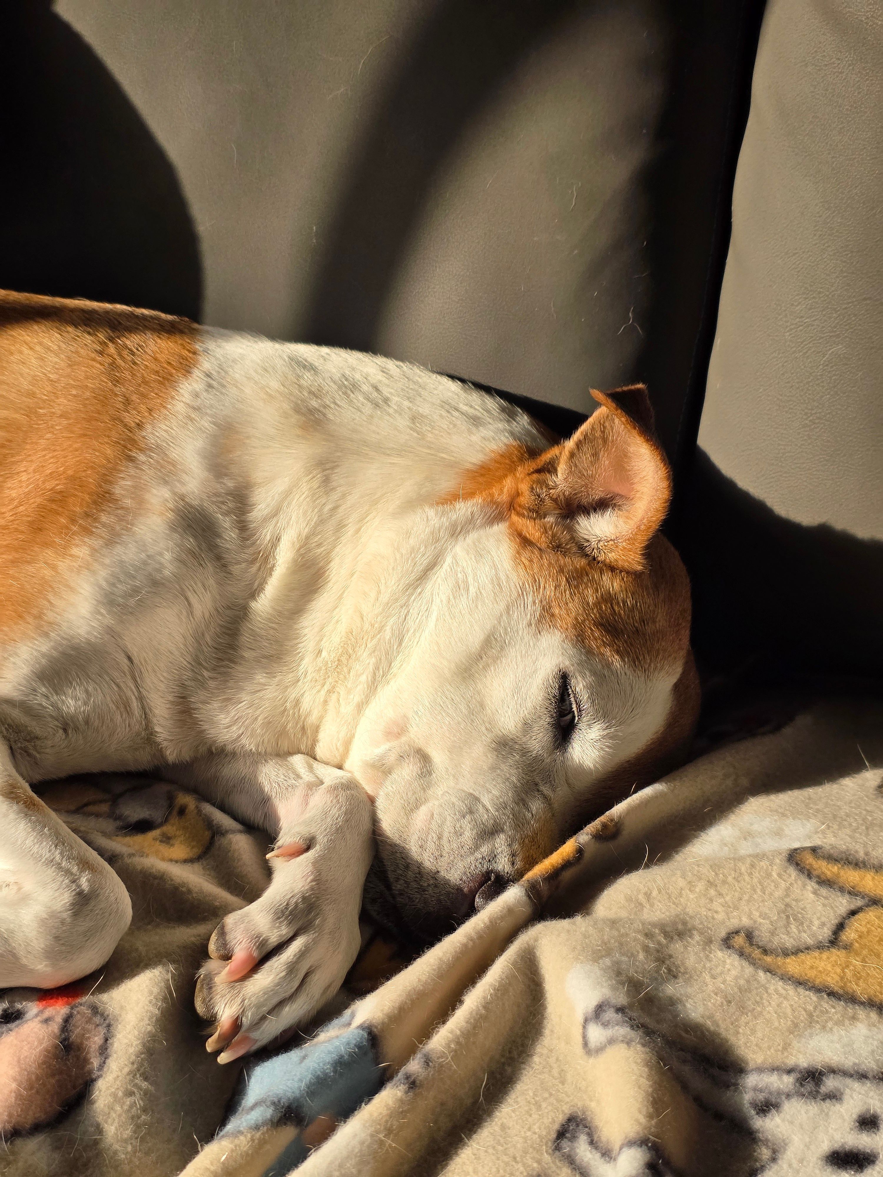 A peaceful dog sleeps on a sunlit couch, showcasing comfort and warmth.
