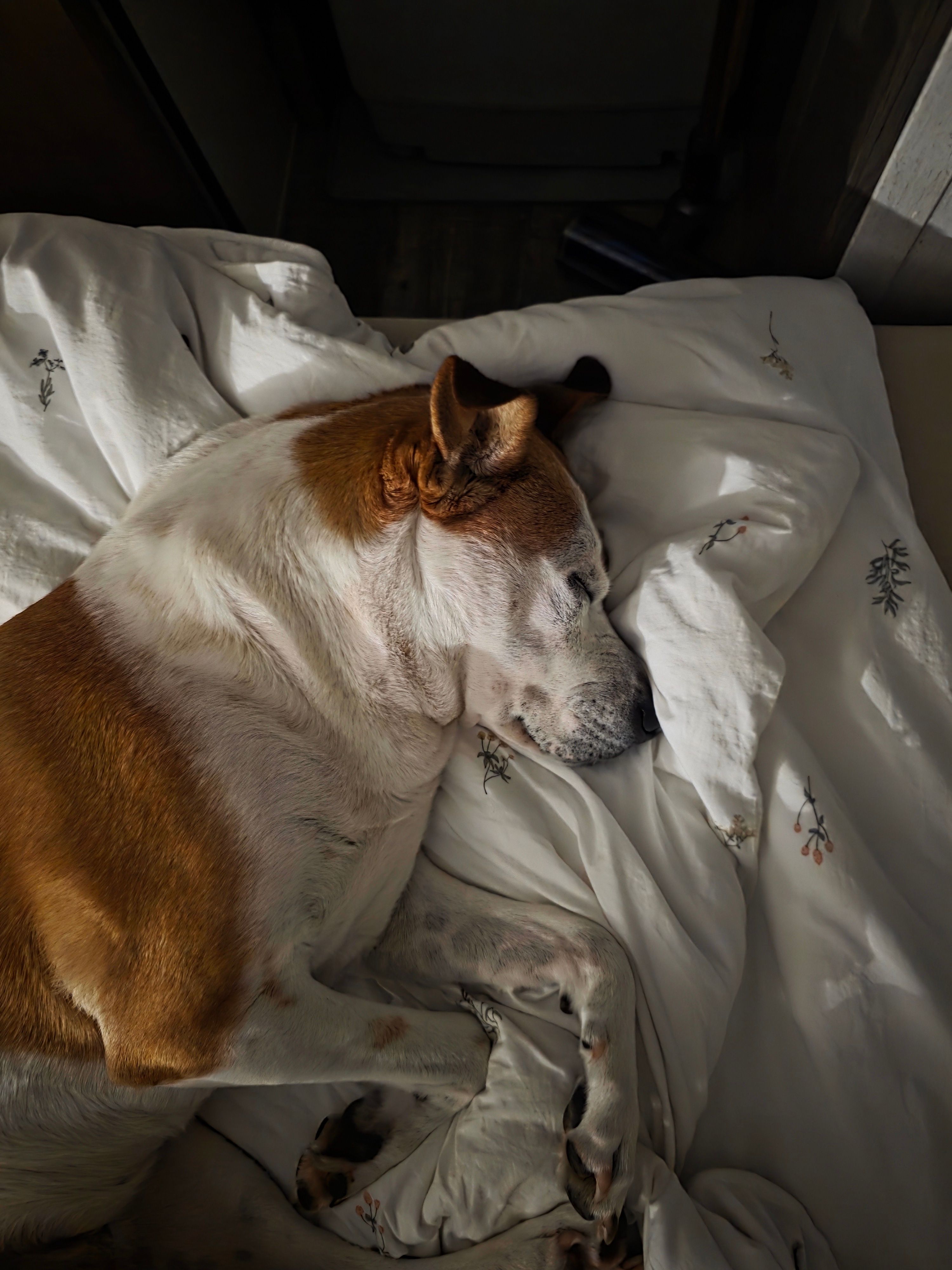 A peaceful brown and white dog sleeping on a bed in soft lighting, showcasing tranquility and comfort.