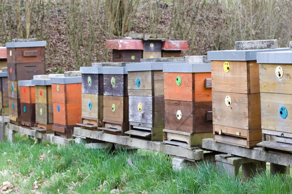 Design and Usability: A Closer Look at the Beehive Aesthetic