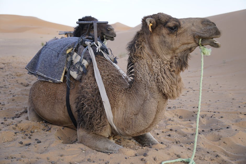 Best Hotels Near Sahara Desert Morocco for Every Budget - Featured Image