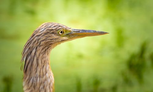 Free Detailed portrait of a pond heron showing its striking beak and eye detail against a blurred green background. Stock Photo