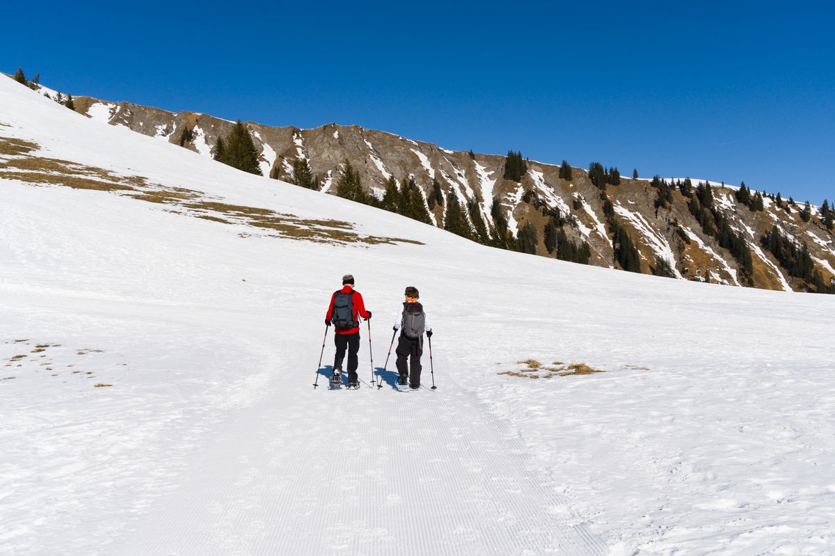 Snowshoer in pine forest