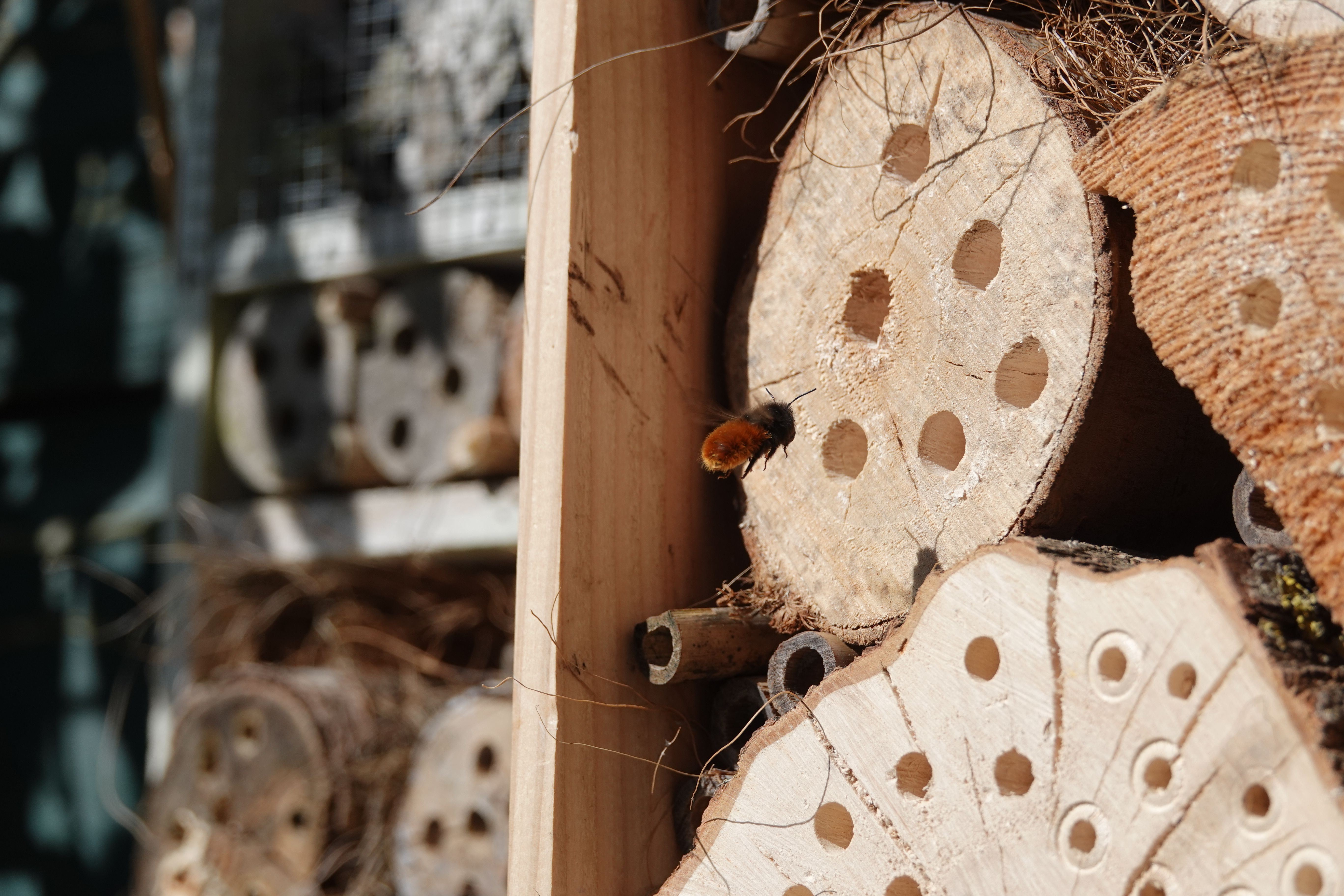 Rank these UK bumblebees by typical colony size, from smallest to largest