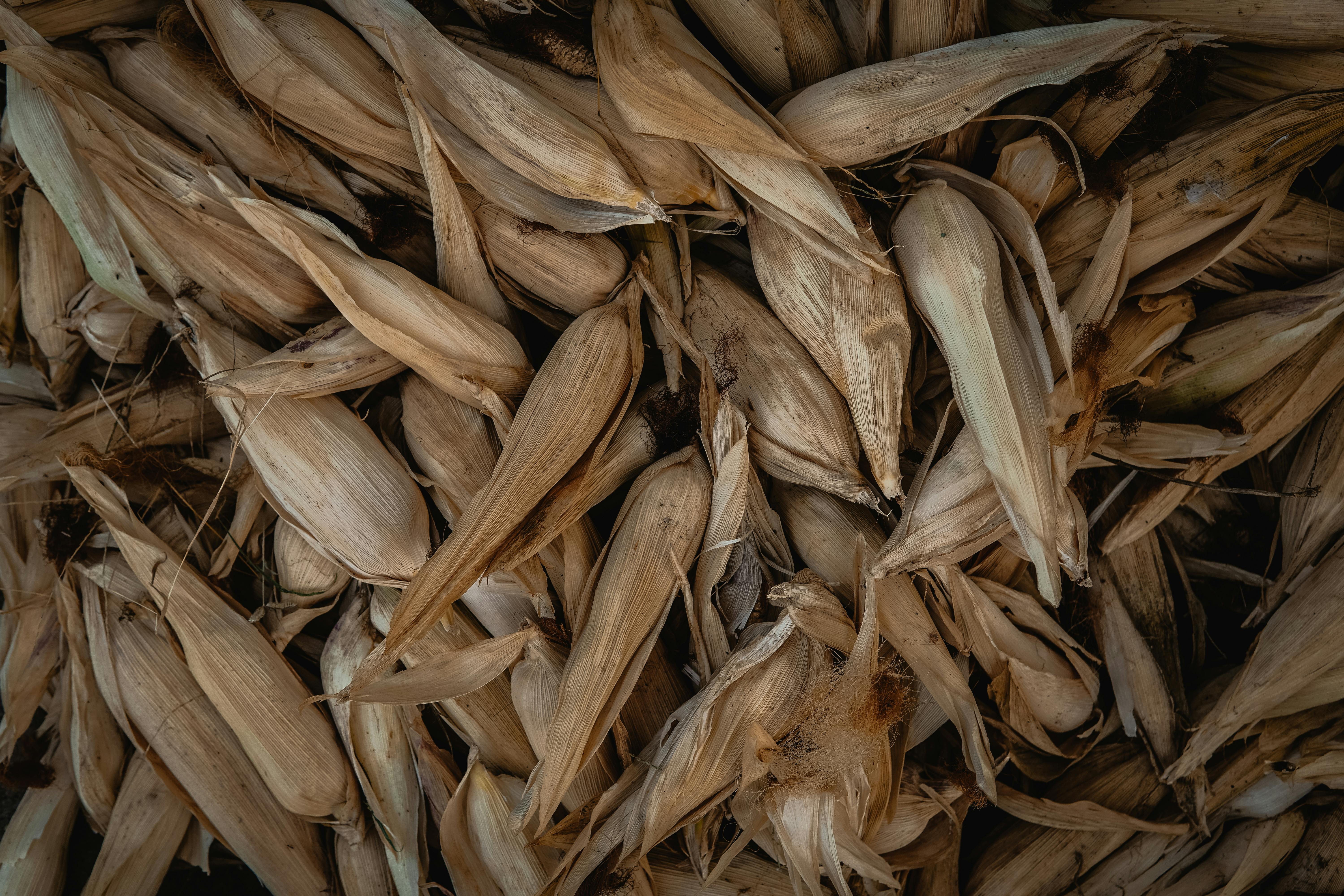 National Corn Growers Association and Ag Data Transparent Release Transparency Principles for Ag Carbon — Photo by Ranjeet  C