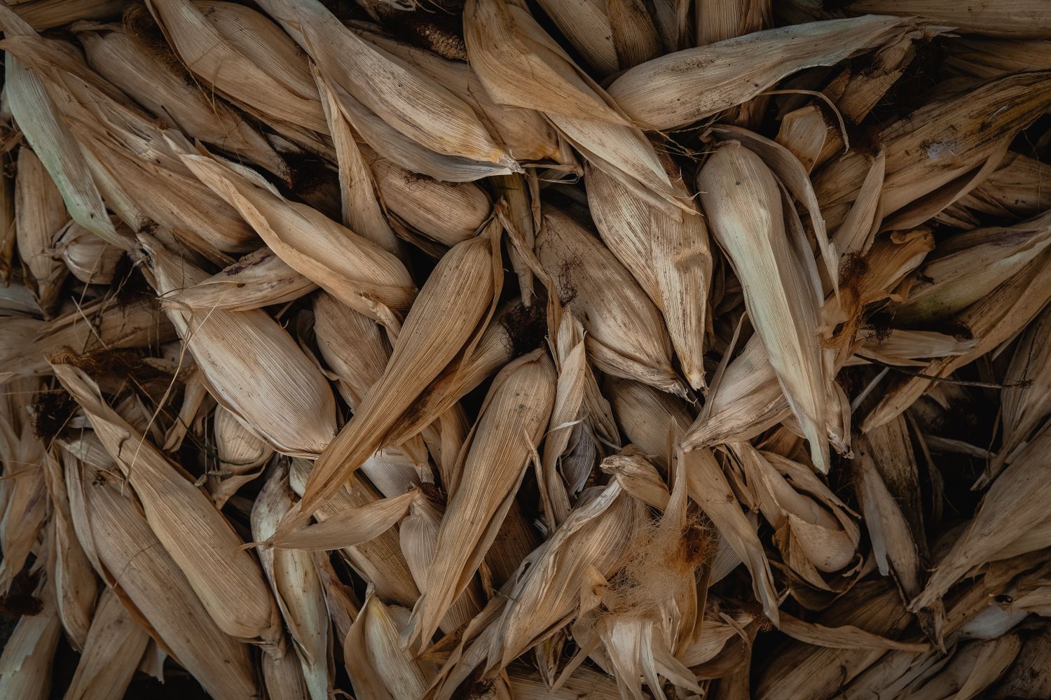 Corn Husk Texture Photos, Download The BEST Free Corn Husk Texture ...