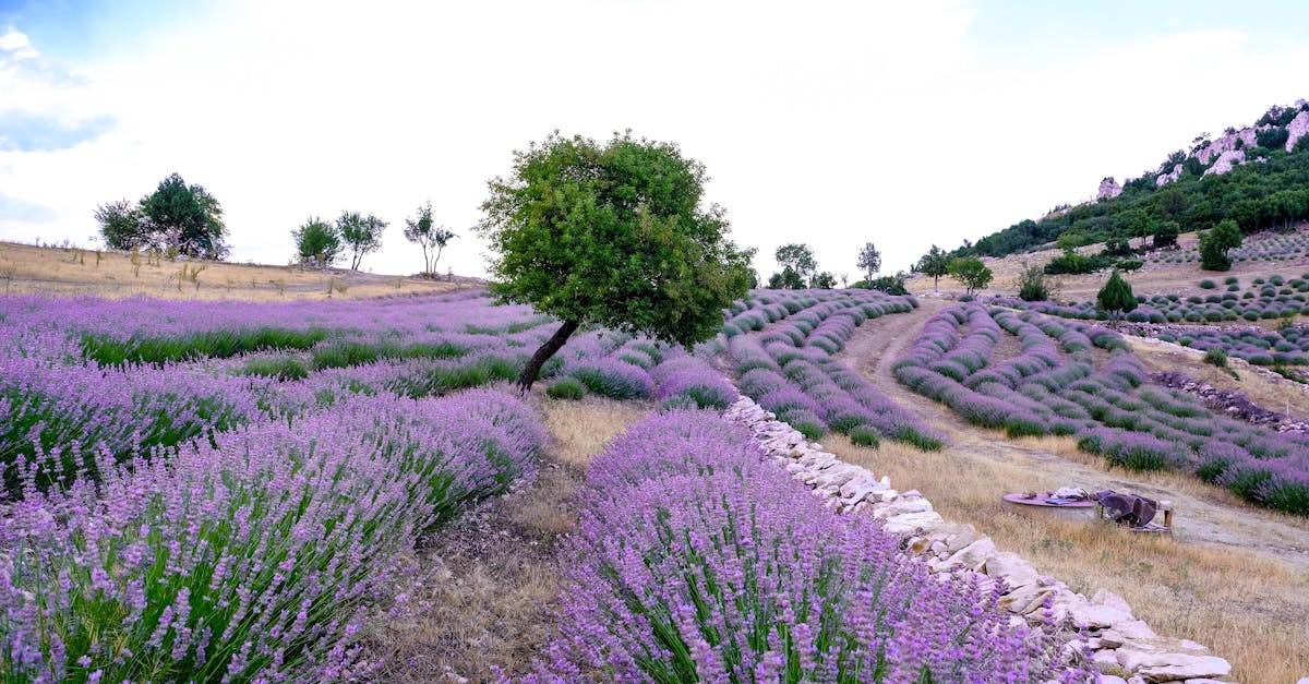 田尾鄉康乃馨減產 農會呼籲消費者提前訂購